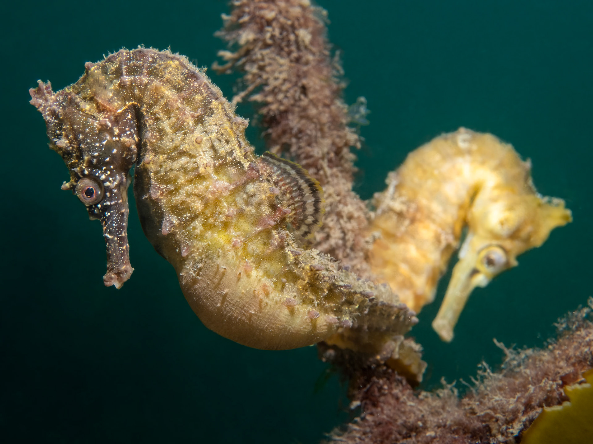 White's Seahorse (Hippocampus whitei) Sydney, Australia Depth -3.0 m Temp 20deg1/125 sec f/8 ISO 200