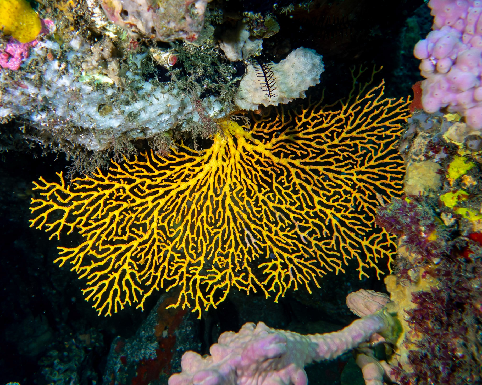 Klunzinger's Sea Fan (Mopsella klunzingeri)Sydney, Australia¹⁄₅₀ sec at ƒ / 4.0, ISO-125Depth -15.0 mTemp 20deg.