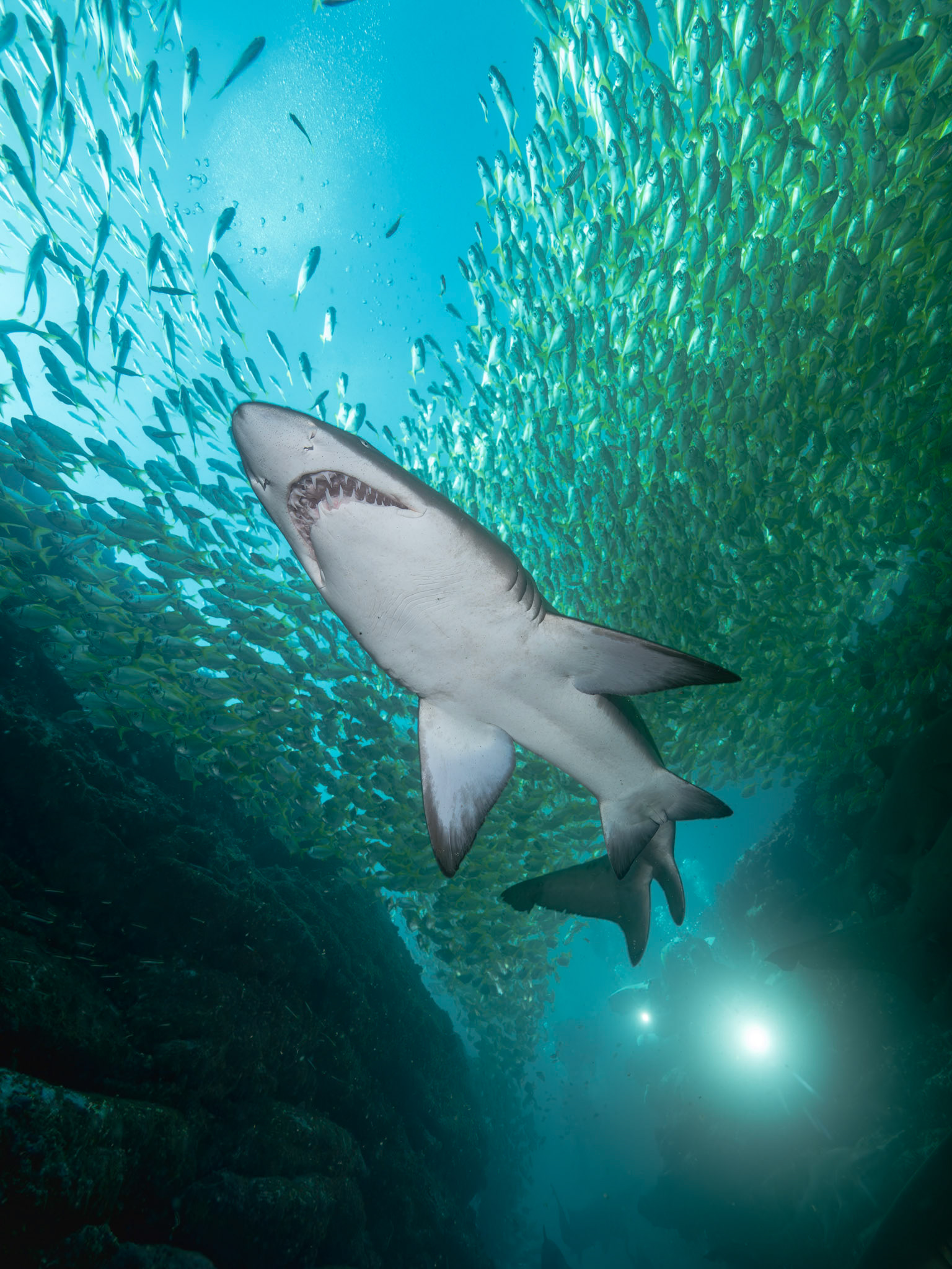 Greynurse Shark (Carcharias taurus Rafinesque) Long Reef, Sydney, Australia Depth -13.0 m Temp 21deg1/80 sec f/7.1 ISO 200