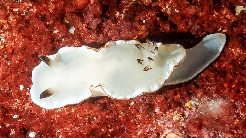 Angas's Nudibranch (Glossodoris angasi)Sydney, Australia¹⁄₁₆₀ sec at ƒ / 7.1, ISO-800Depth -10.0 mTemp 16deg