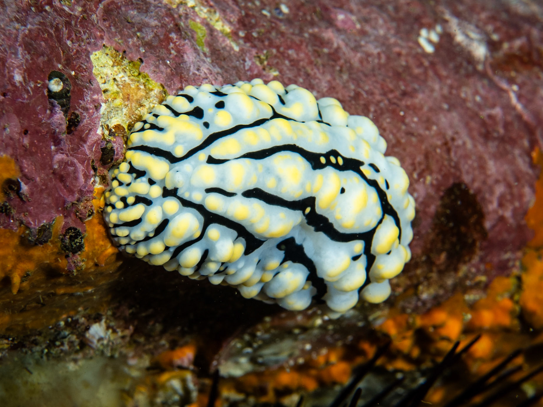 Varicose Wart Slug (Phyllidia varicosa) Sydney, Australia Depth -16.0 m Temp 16deg1/125 sec f/8 ISO 200