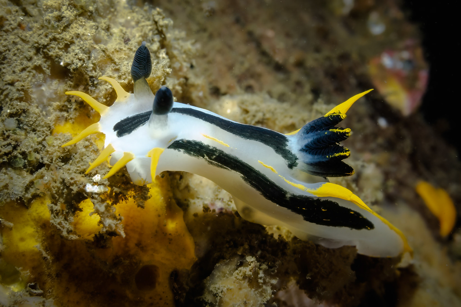 Crowned Nudibranch (Polycera capensis) Sydney, Australia Depth -7.0 m Temp 20deg1/80 sec f/7.1 ISO 160