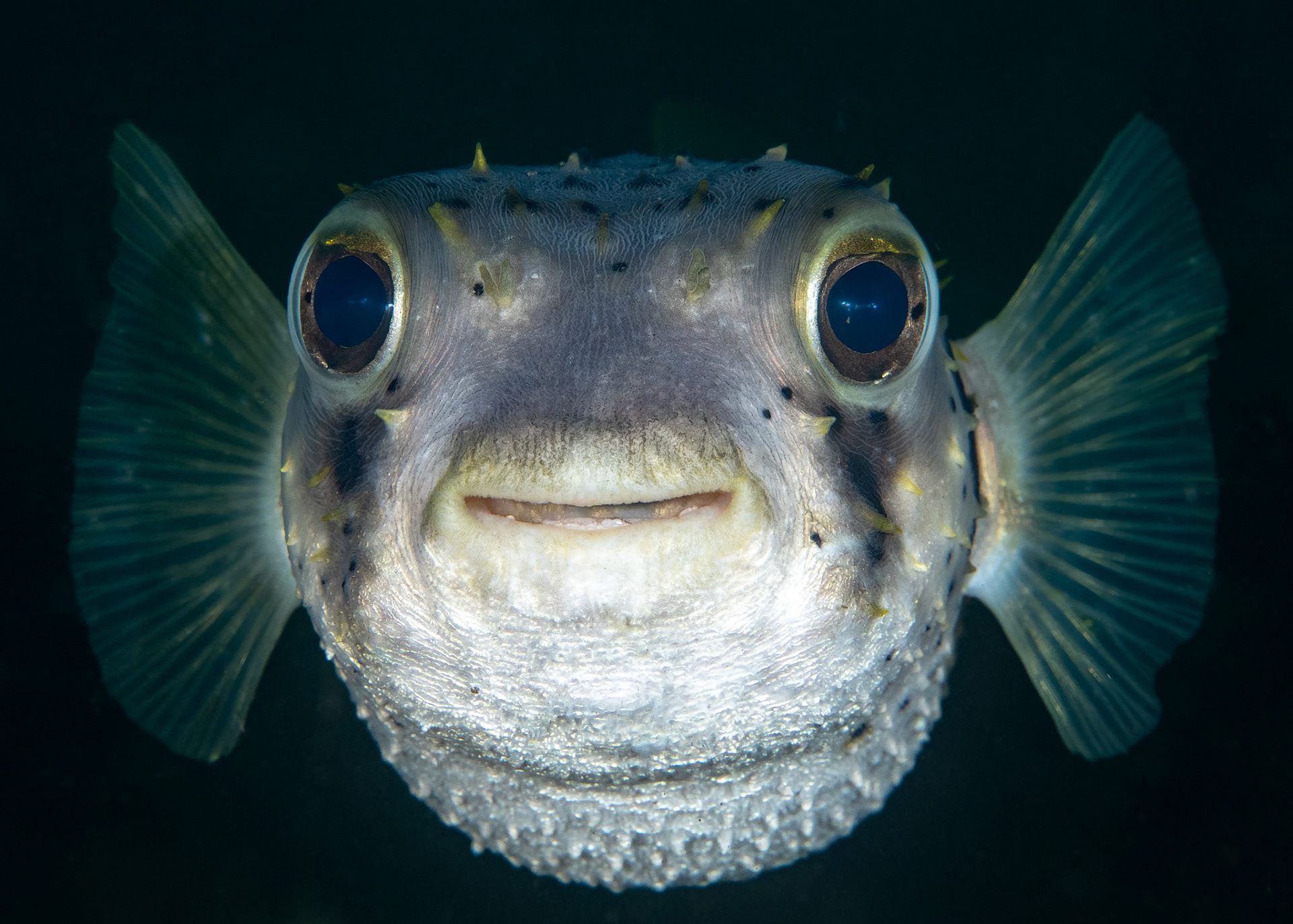 Three Bar Porcupinefish (Dicotylichthys punctulatus) Sydney, Australia Depth -7.0 m Temp 14deg1/125 sec f/8 ISO 200