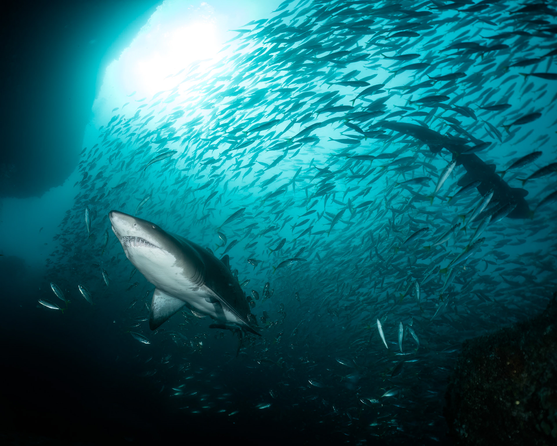 Greynurse Shark (Carcharias taurus Rafinesque) Sydney, Australia Depth -12.0 m Temp 20deg1/125 sec f/7.1 ISO 200