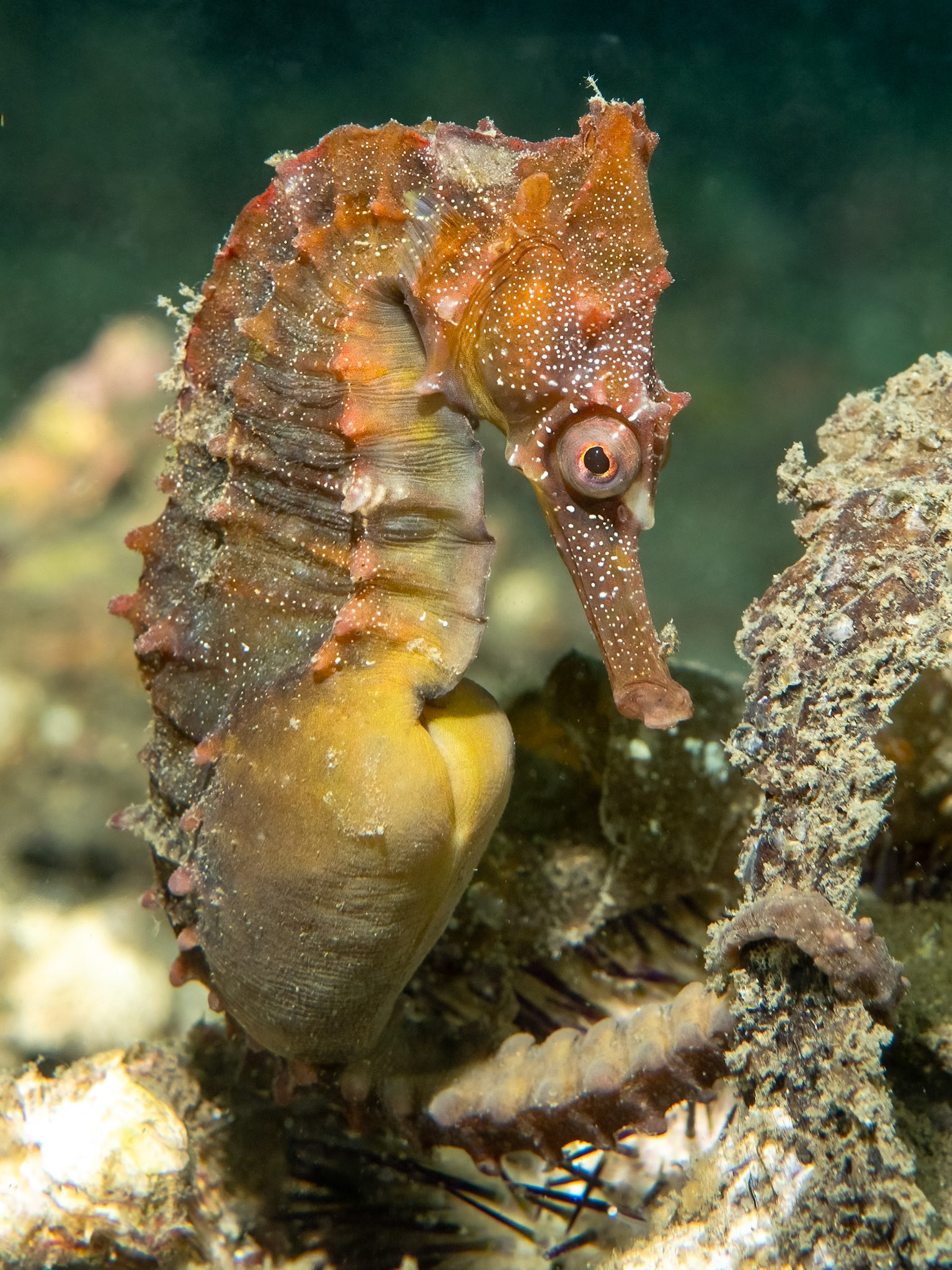 White's Seahorse (Hippocampus whitei) Sydney, Australia ¹⁄₁₆₀ sec at ƒ / 6.3, ISO-200 Depth -6.0 m Temp 24deg