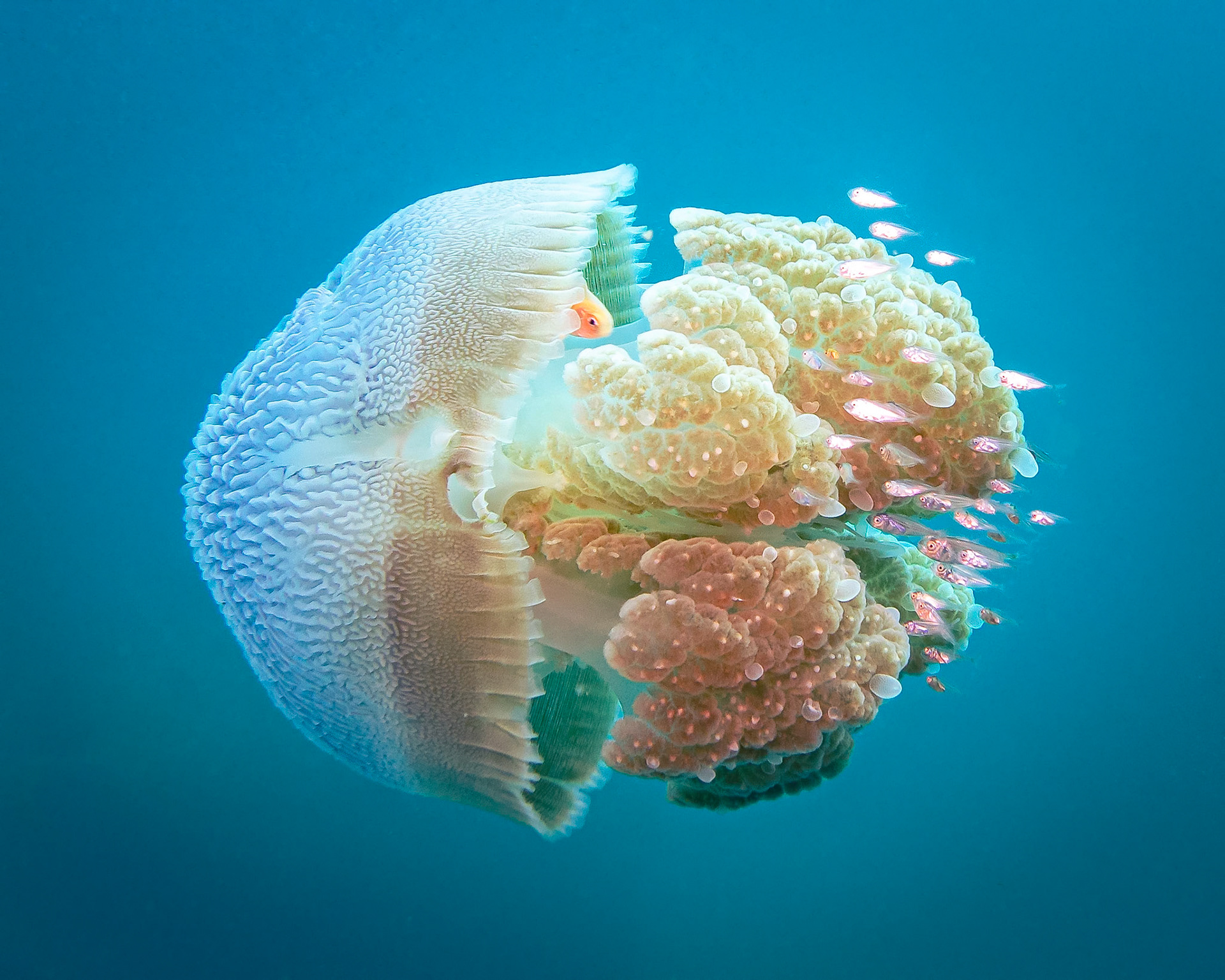 Blue Jelly Blubber (Catostylus mosaicus) Sydney, Australia ¹⁄₁₂₅ sec at ƒ / 4.0, ISO-125 Depth -16.0 m Temp 22deg