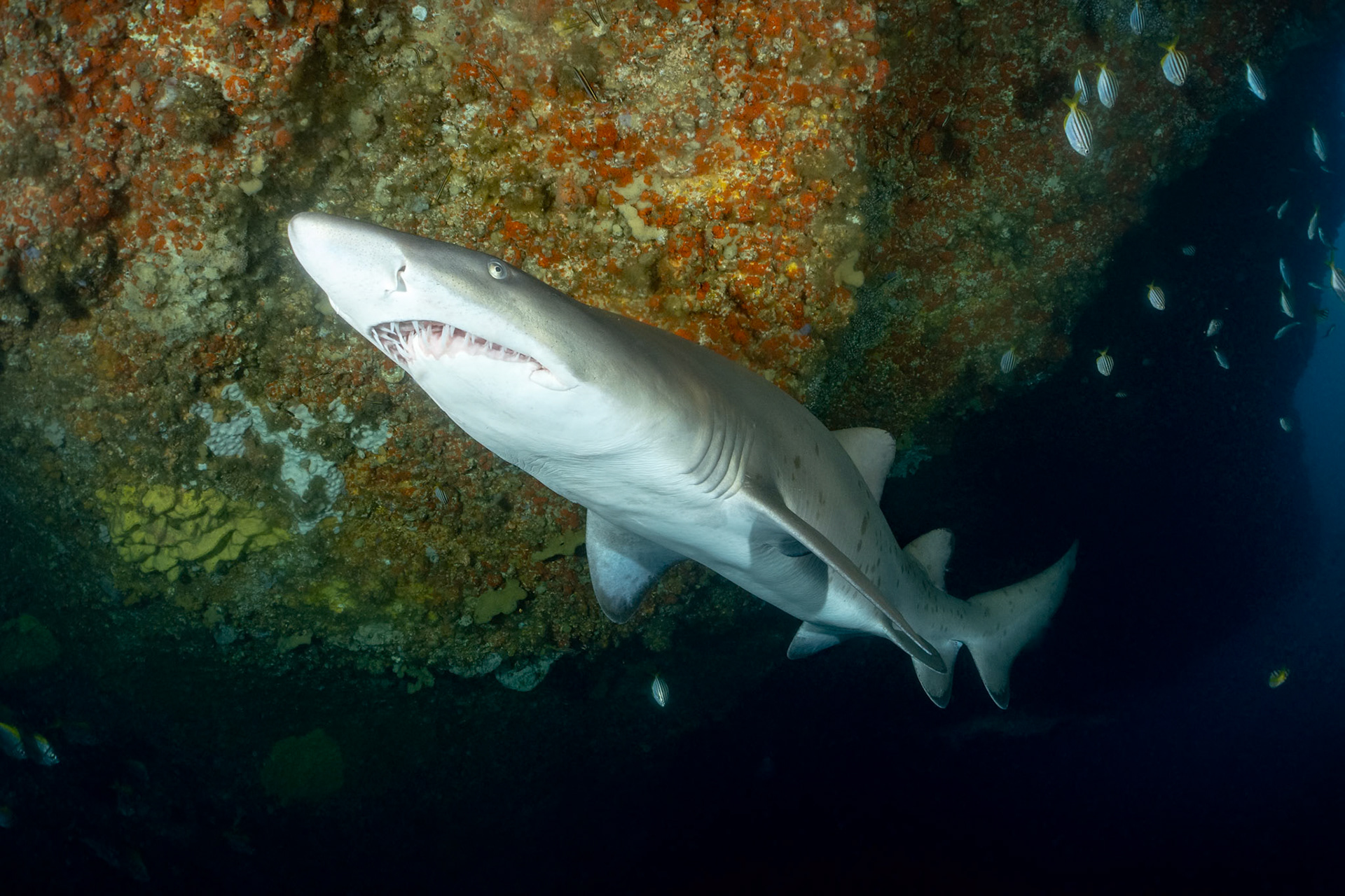 Sydney, Australia Depth -12.0 m Temp 17deg1/100 sec f/7.1 ISO 200