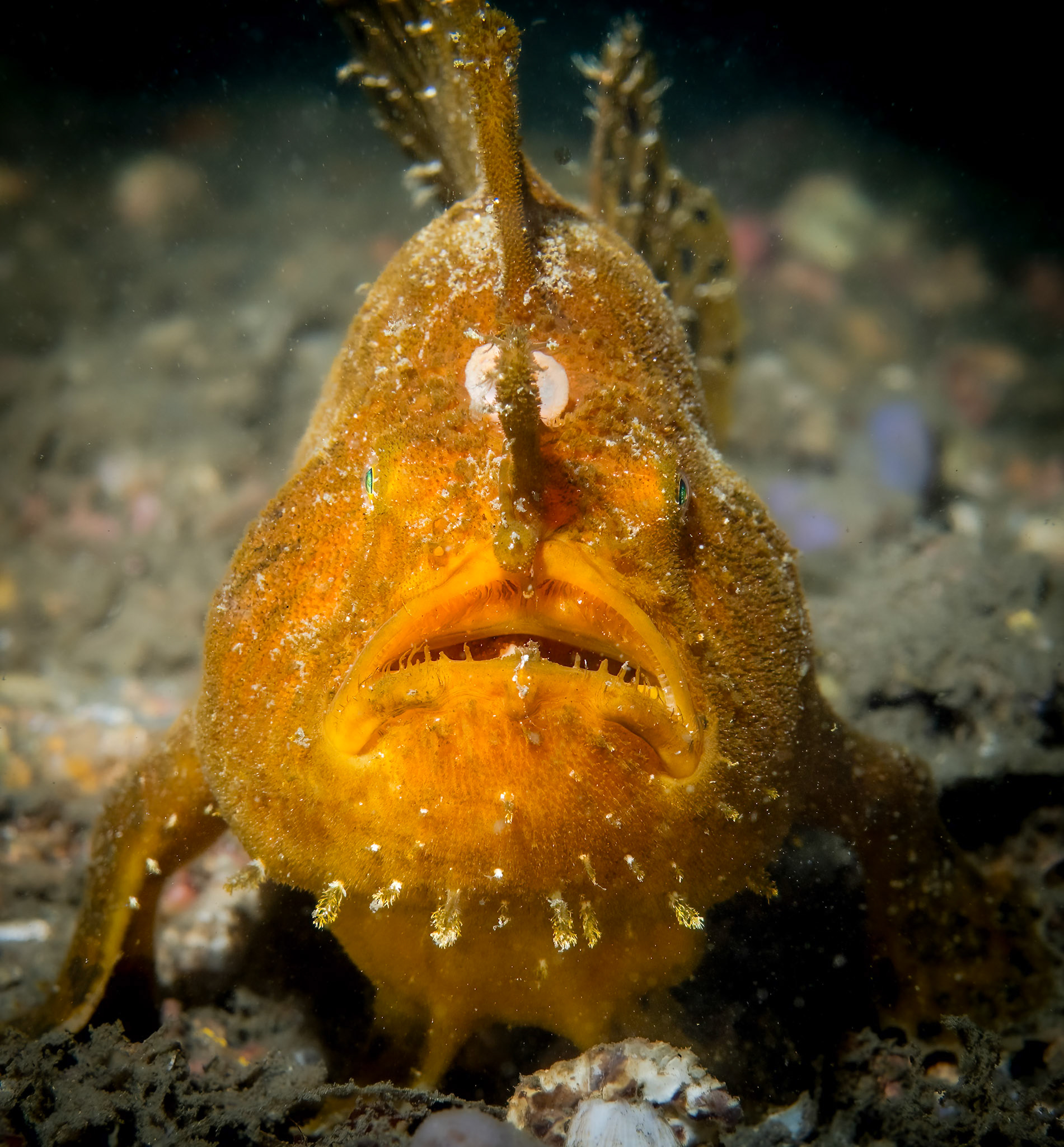 Striate Anglerfish (Antennarius striatus) Sydney, Australia Depth -7.0 m Temp 20deg1/200 sec f/8 ISO 200