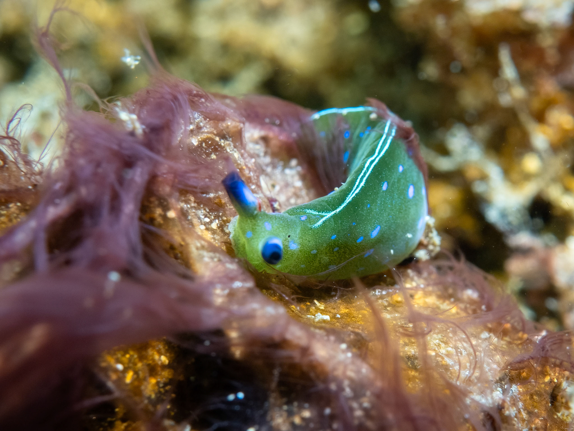 Emerald Nudibranch (Elysia sp. 05) Sydney, Australia¹⁄₁₆₀ sec at ƒ / 7.1, ISO-200Depth -13.0 mTemp 18deg