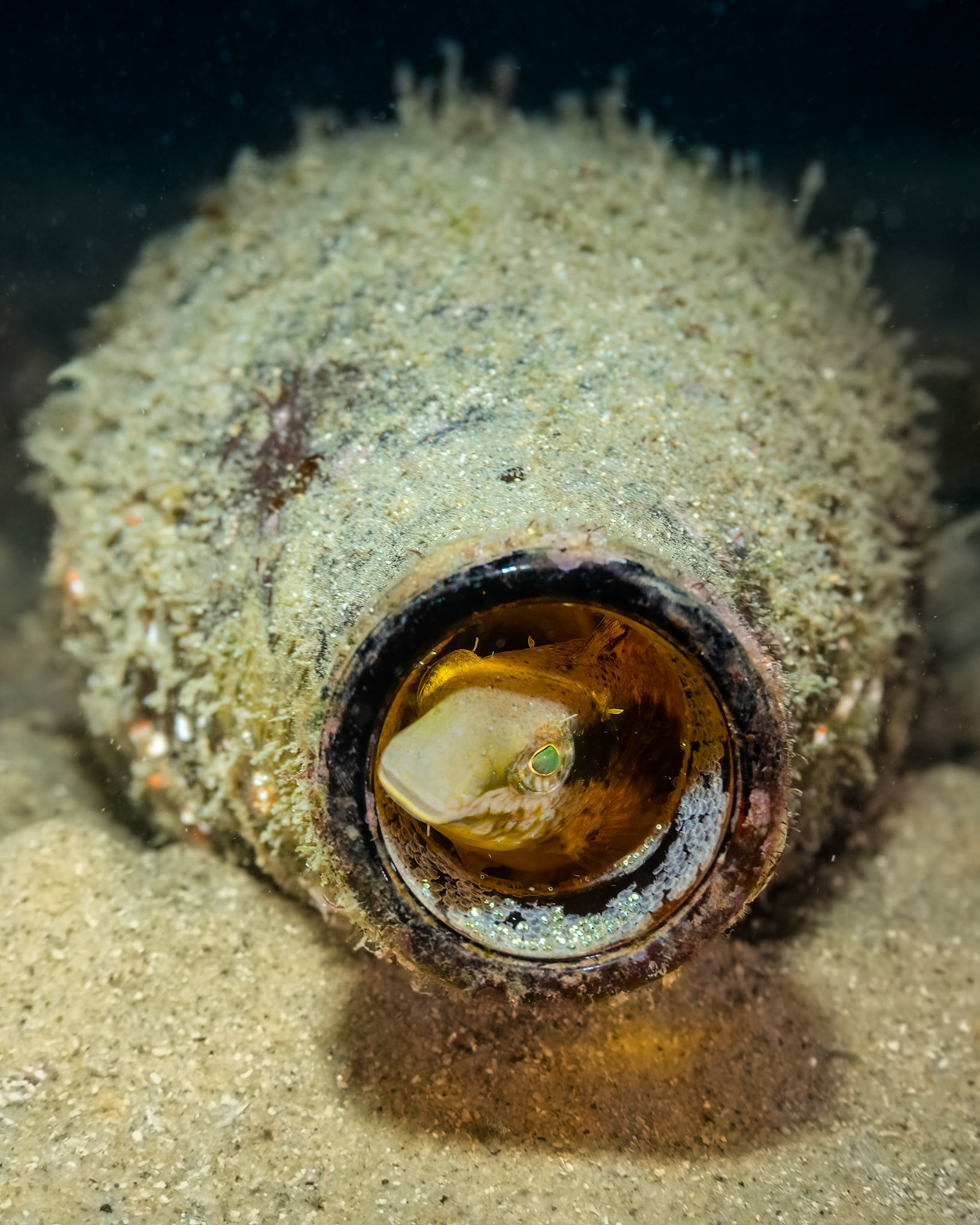 Brown Sabretooth Blenny (Petroscirtes lupus) Sydney, Australia Depth -6.0 m Temp 19deg1/60 sec f/7.1 ISO 250