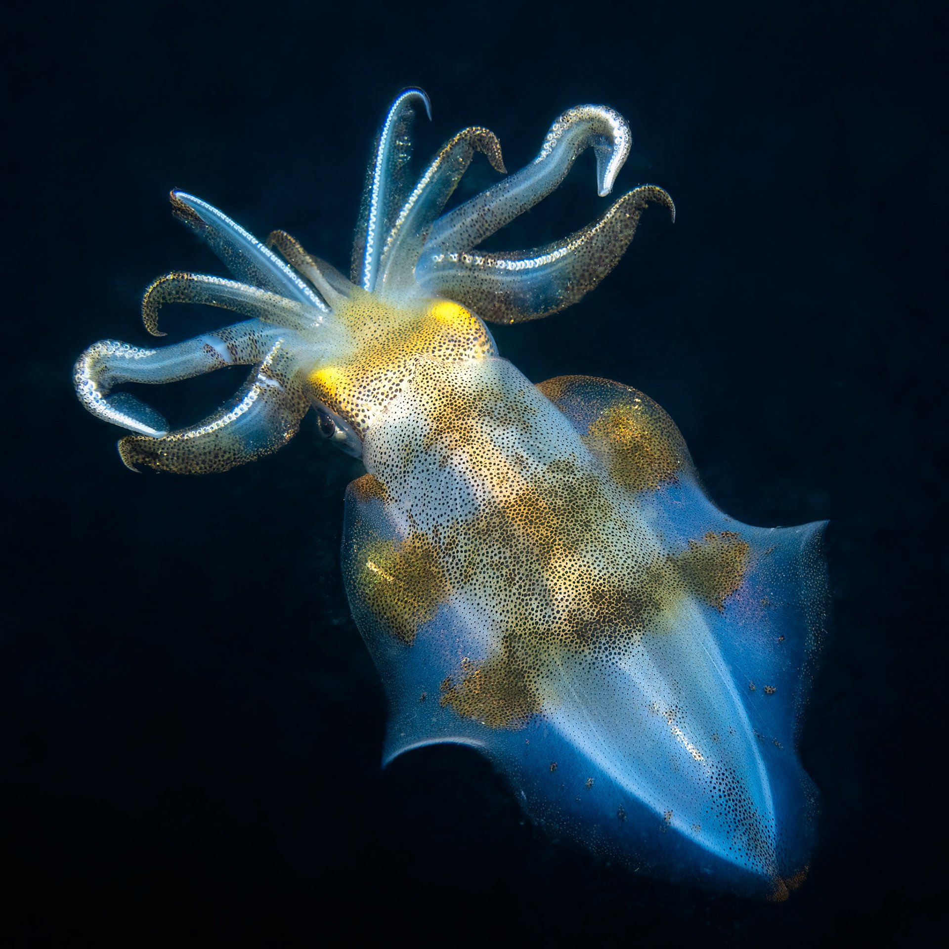 Southern Calamari Squid (Sepioteuthis australis) Sydney, Australia Depth -7.0 m Temp 22deg1/125 sec f/7.1 ISO 200