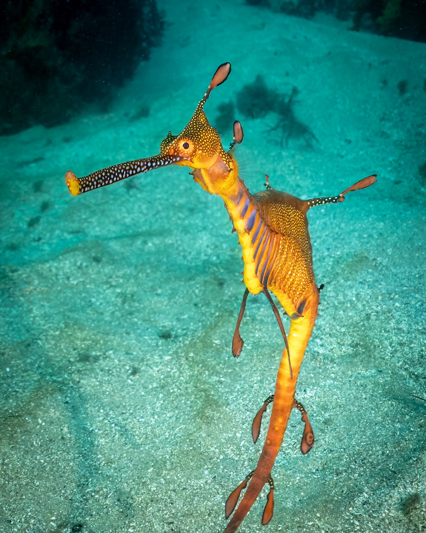 Weedy Sea Dragon (Phyllopteryx taeniolatus) Sydney, Australia Depth -14.0 m Temp 15deg1/80 sec f/6.3 ISO 640