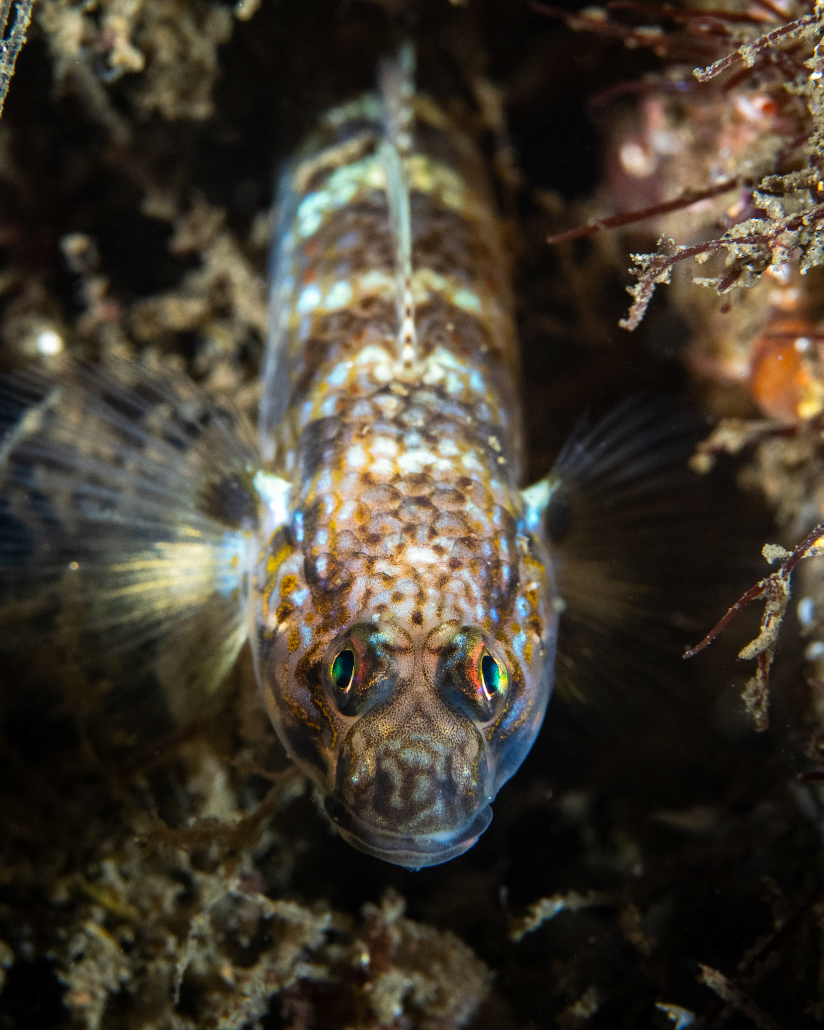 Hoese's Sandgoby (Istigobius hoesei) Sydney, Australia Depth -7.0 m Temp 21deg1/200 sec f/6.3 ISO 200