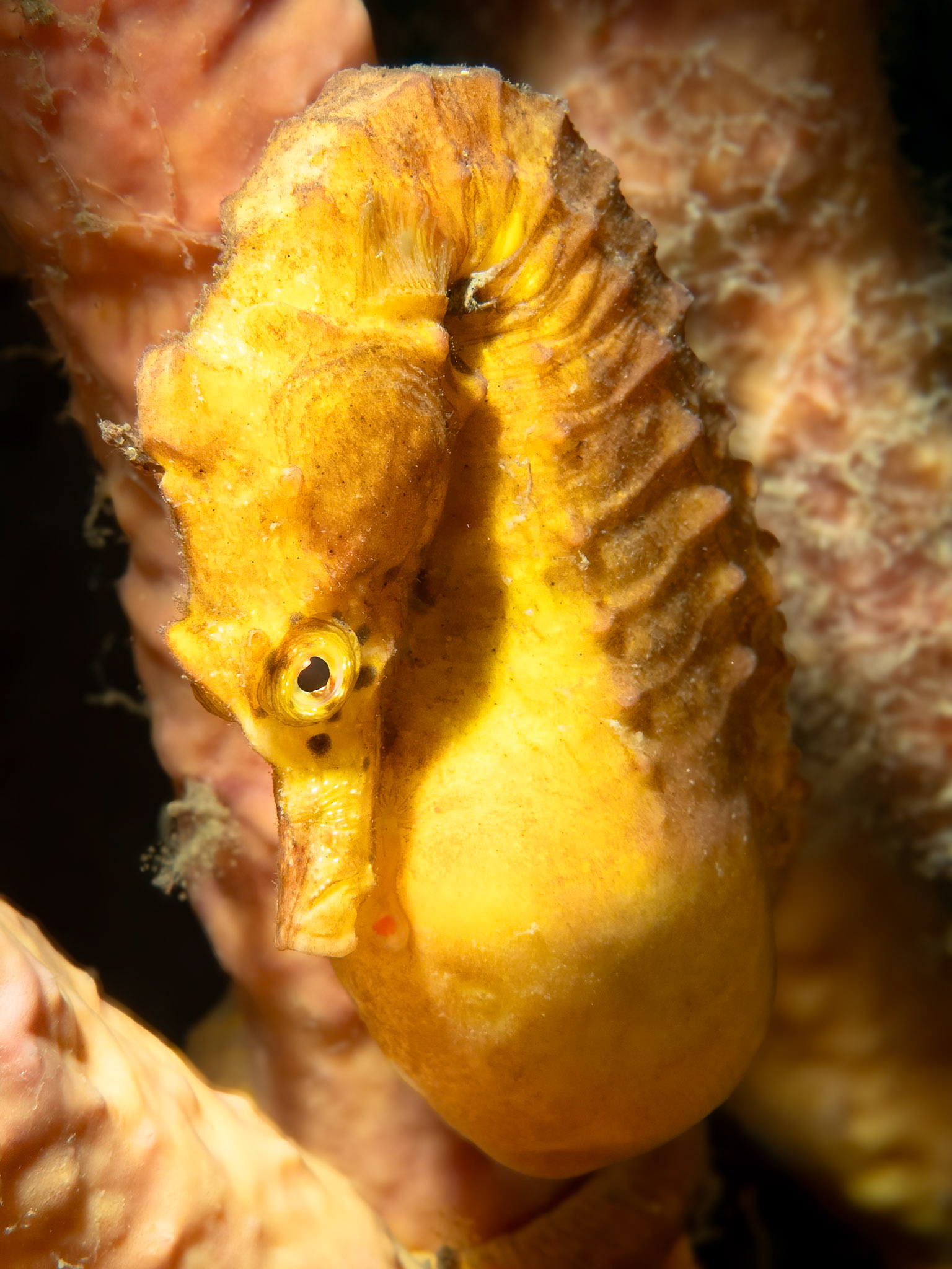 Bigbelly Seahorse (Hippocampus abdominalis) Sydney, Australia Depth -11.0 m Temp 18deg1/200 sec f/9 ISO 200