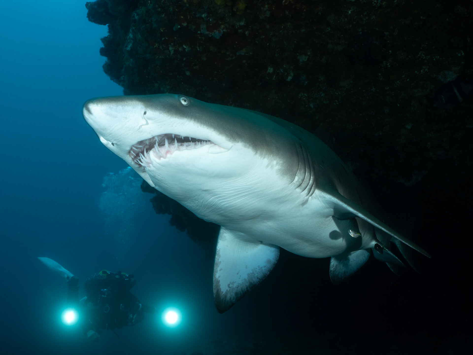 Greynurse Shark (Carcharias taurus Rafinesque) Sydney, Australia Depth -13.0 m Temp 16deg1/100 sec f/7.1 ISO 200