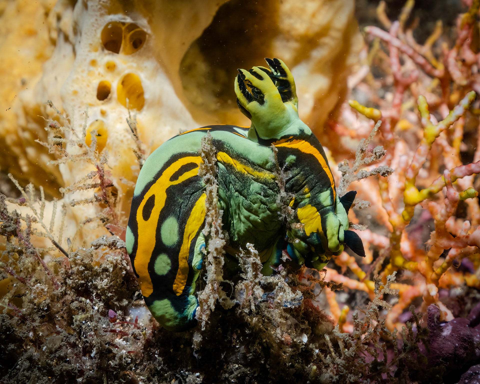 Green Nudibranch (Tambja sp. 6) Sydney, Australia ¹⁄₂₀₀ sec at ƒ / 9.0, ISO-200 Depth -12.0 m Temp 19deg