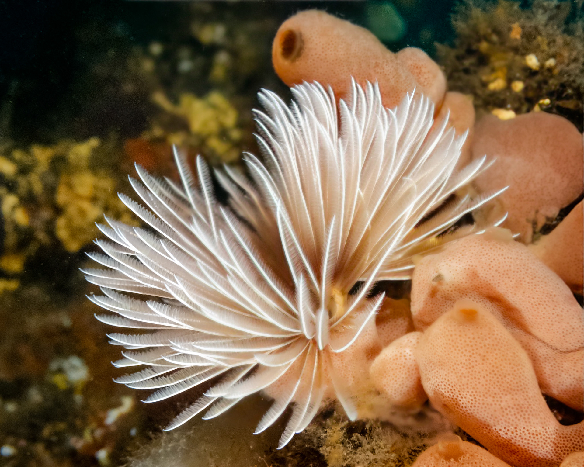 Southern Fan Worm (Sabellastarte australiensis)Sydney, Australia¹⁄₁₀₀ sec at ƒ / 5.6, ISO-2000Depth -18.0 mTemp 16deg