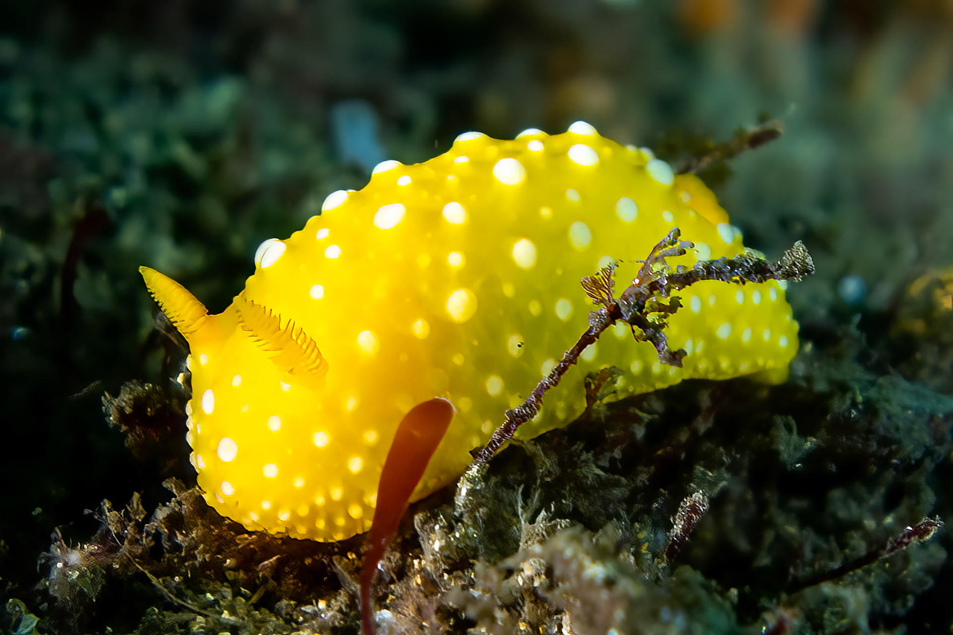 Lemon Lolly Nudibranch (Doris chrysoderma) Sydney, Australia Depth -11.0 m Temp 20deg.1/125 sec f/3.2 ISO 125