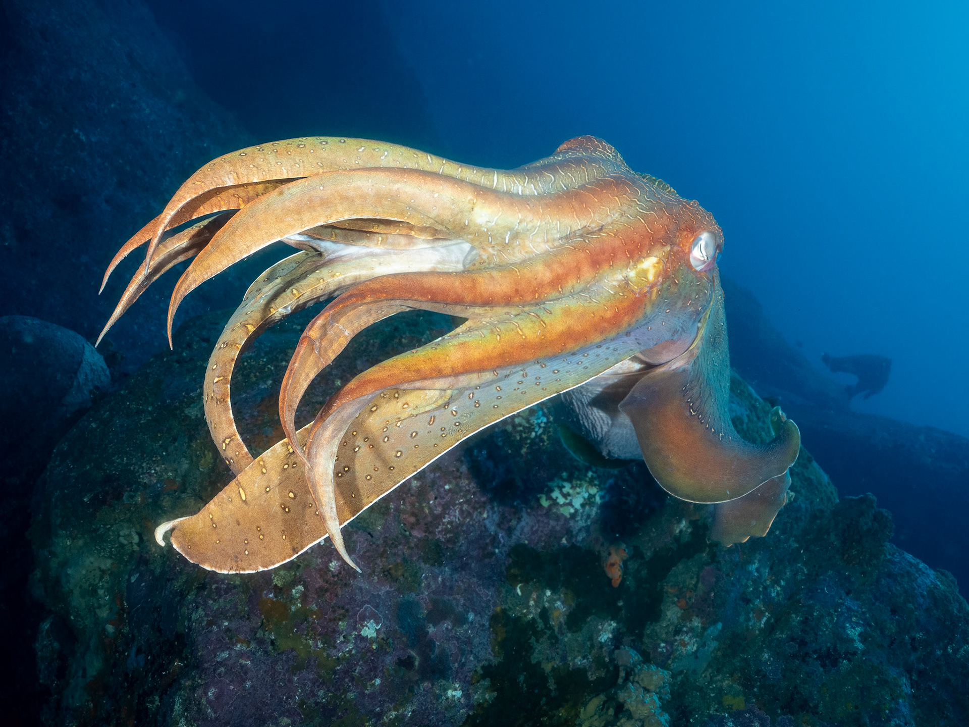 Giant Cuttlefish (Ascarosepion apama) Sydney, Australia ¹⁄₁₂₅ sec at ƒ / 7.1, ISO-200 Depth -20.0 m Temp 18deg