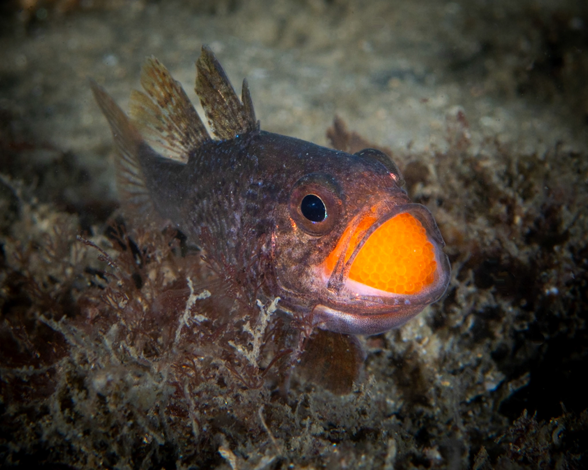 Eastern Gobbleguts (Vincentia novaehollandiae) Sydney, Australia Depth -5.0 m Temp 19deg1/125 sec f/9 ISO 200