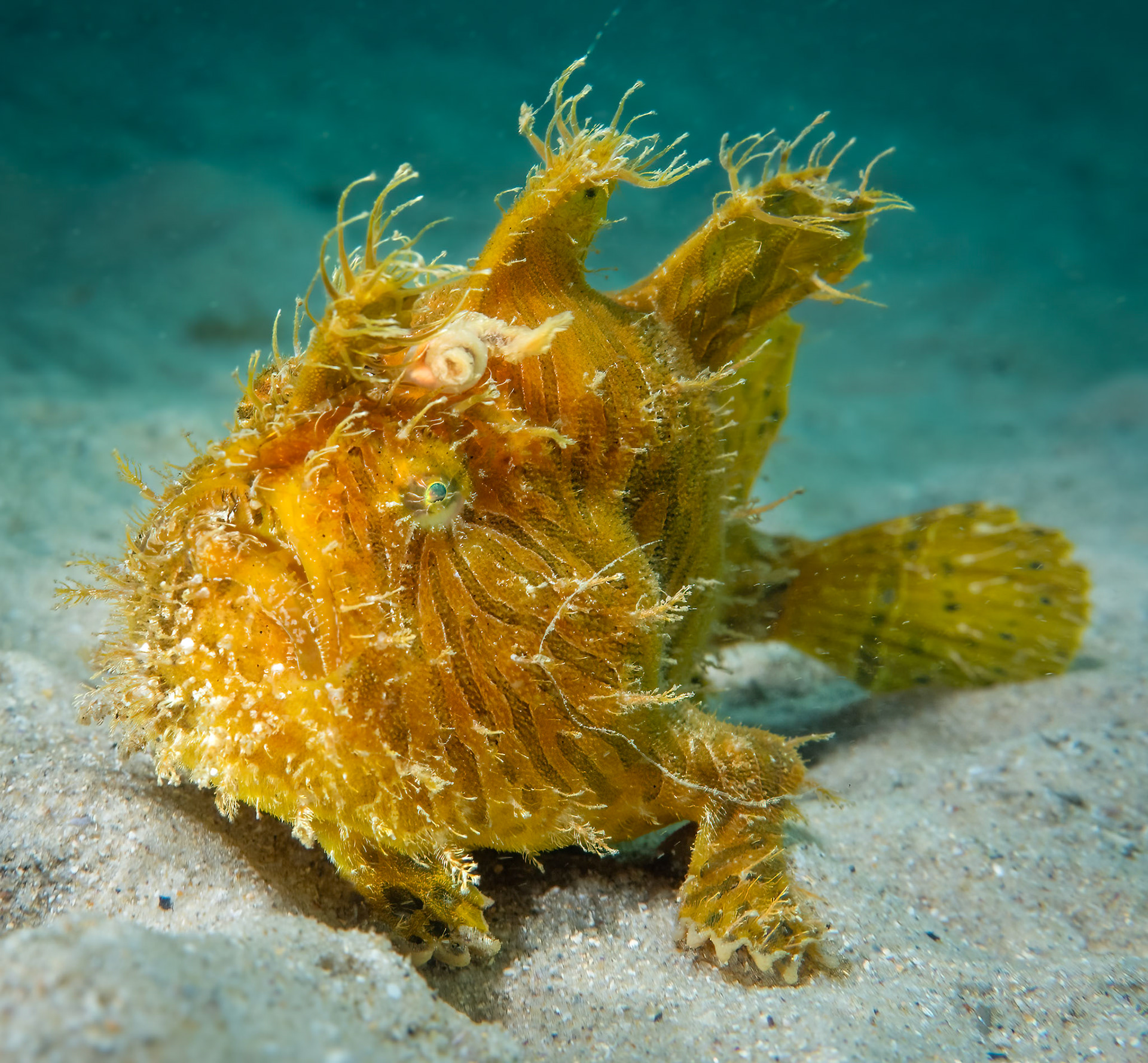 Striate Anglerfish (Antennarius striatus) Sydney, Australia Depth -3.0 m Temp 22deg1/80 sec f/7.1 ISO 160
