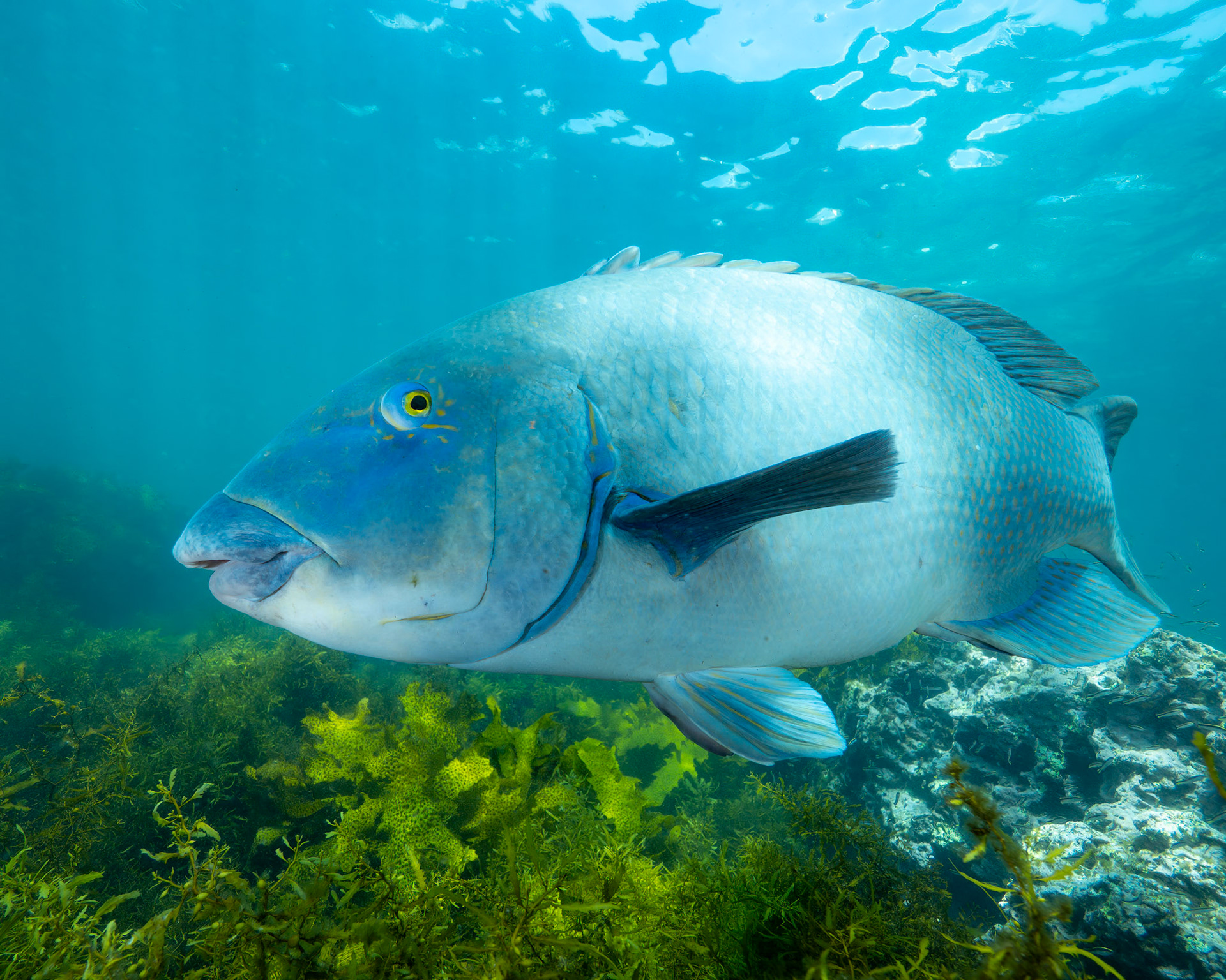 Eastern Blue Grouper (Achoerodus viridis) Sydney, Australia Depth -3.0 m Temp 21deg1/125 sec f/7.1 ISO 200