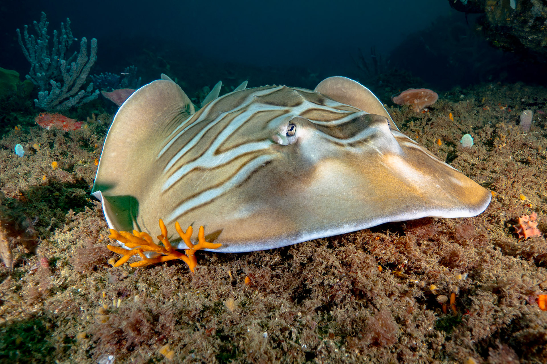 Eastern Fiddler Ray (Trygonorrhina fasciata) Sydney, Australia Depth -18.0 m Temp 18deg1/100 sec f/7.1 ISO 200