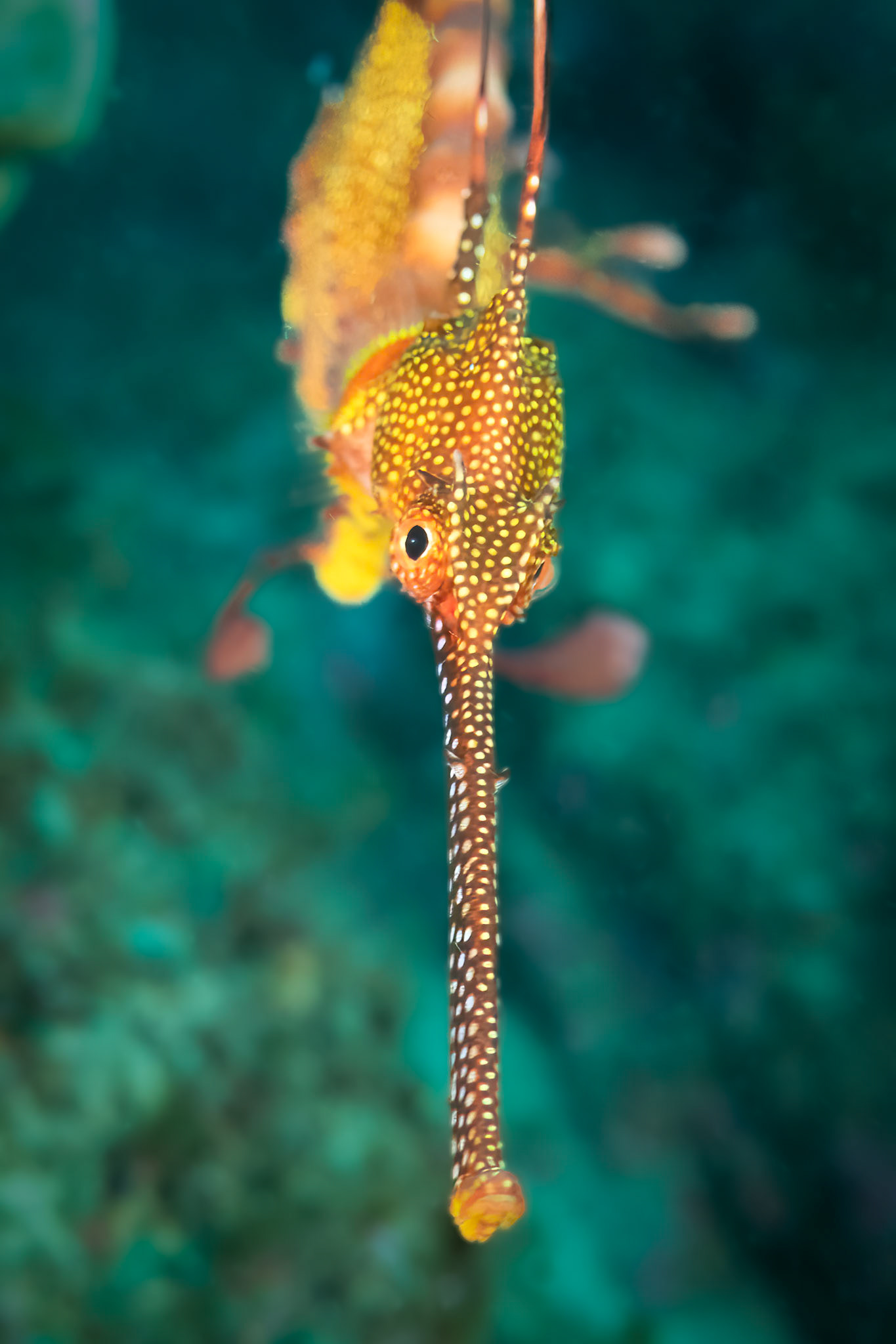 Weedy Sea Dragons (Phyllopteryx taeniolatus) Sydney, Australia Depth -12.0 m Temp 21deg1/80 sec f/6.3 ISO 1000