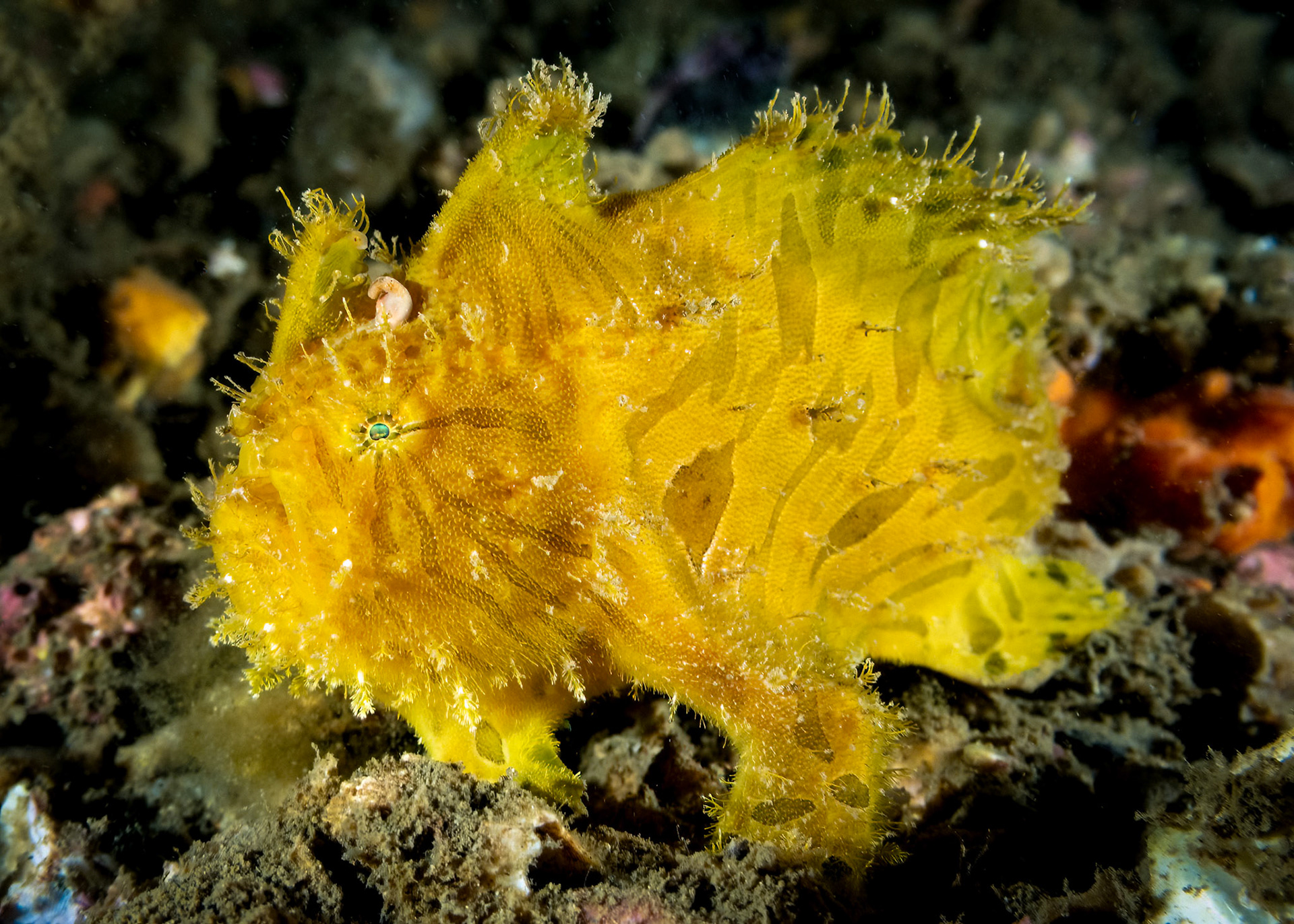 Striate Anglerfish (Antennarius striatus), Sydney, Australia ¹⁄₈₀ sec at ƒ / 5.6, ISO-320 Depth -8.0 m Temp 22deg