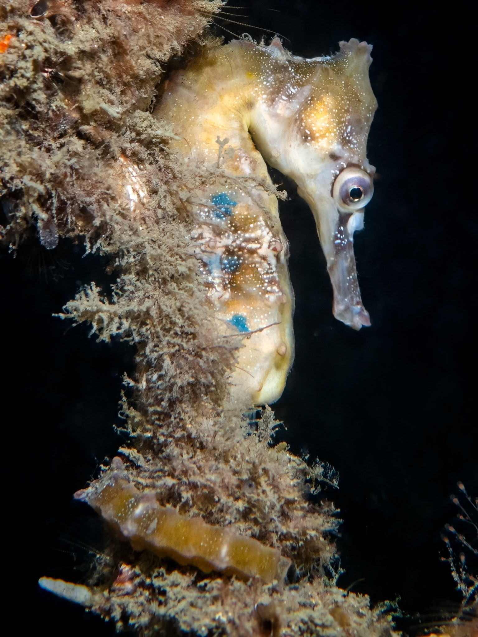 White's Seahorse (Hippocampus whitei) Sydney, Australia ¹⁄₁₂₅ sec at ƒ / 7.1, ISO-200 Depth -7.0 m Temp 23deg
