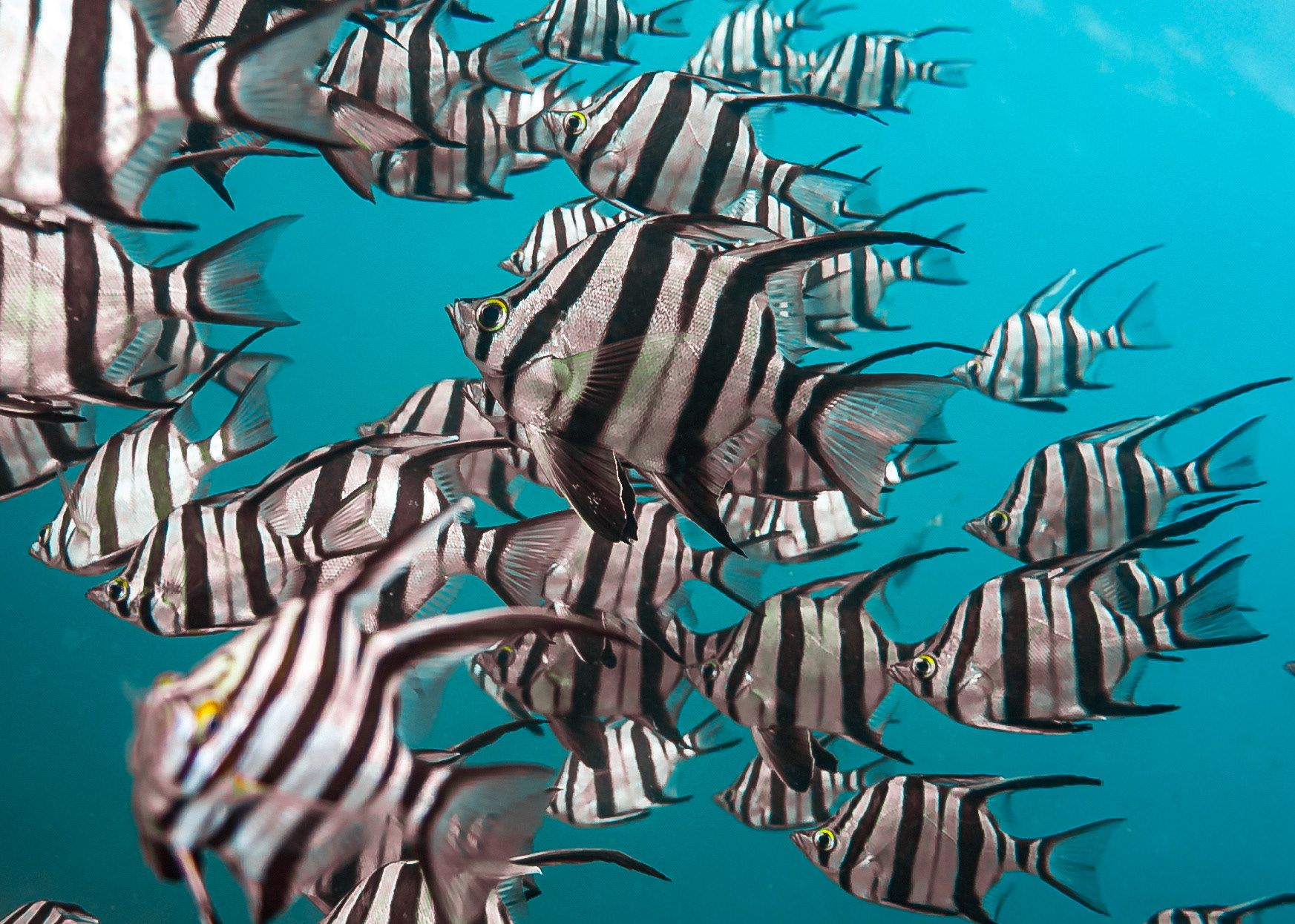 Old Wife (Enoplosus armatus) Sydney, Australia ¹⁄₂₀₀ sec at ƒ / 1.8, ISO-80 Depth -8.0 m Temp 16deg