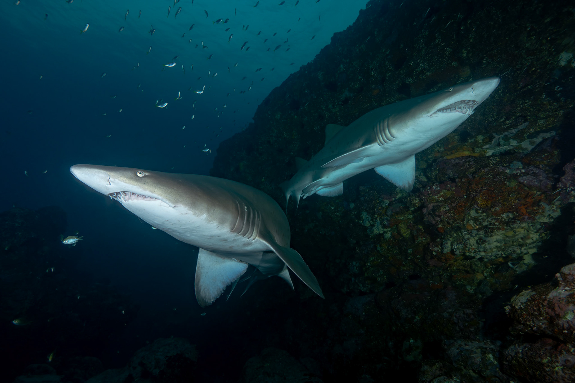 Greynurse Shark (Carcharias taurus Rafinesque) Long Reef, Sydney, Australia Depth -11.0 m Temp 22deg1/100 sec f/8 ISO 200