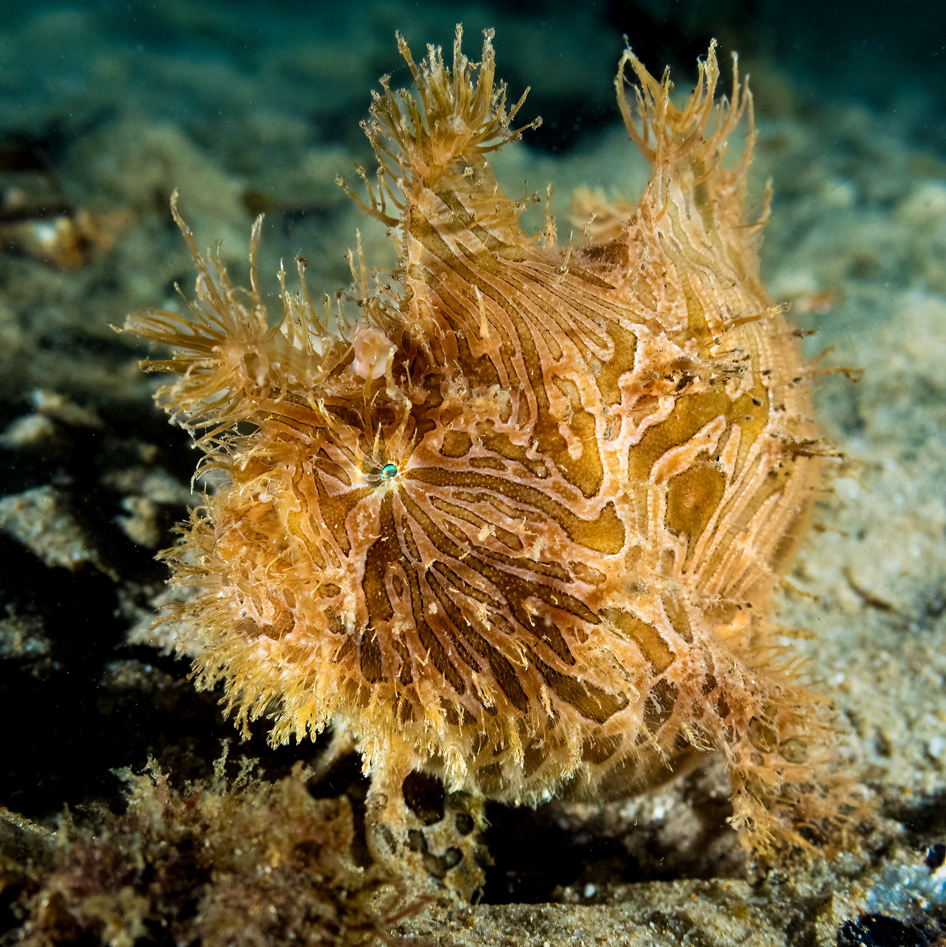 Striate Anglerfish (Antennarius striatus) Sydney, Australia Depth -4.0 m Temp 22deg1/125 sec f/5 ISO 500