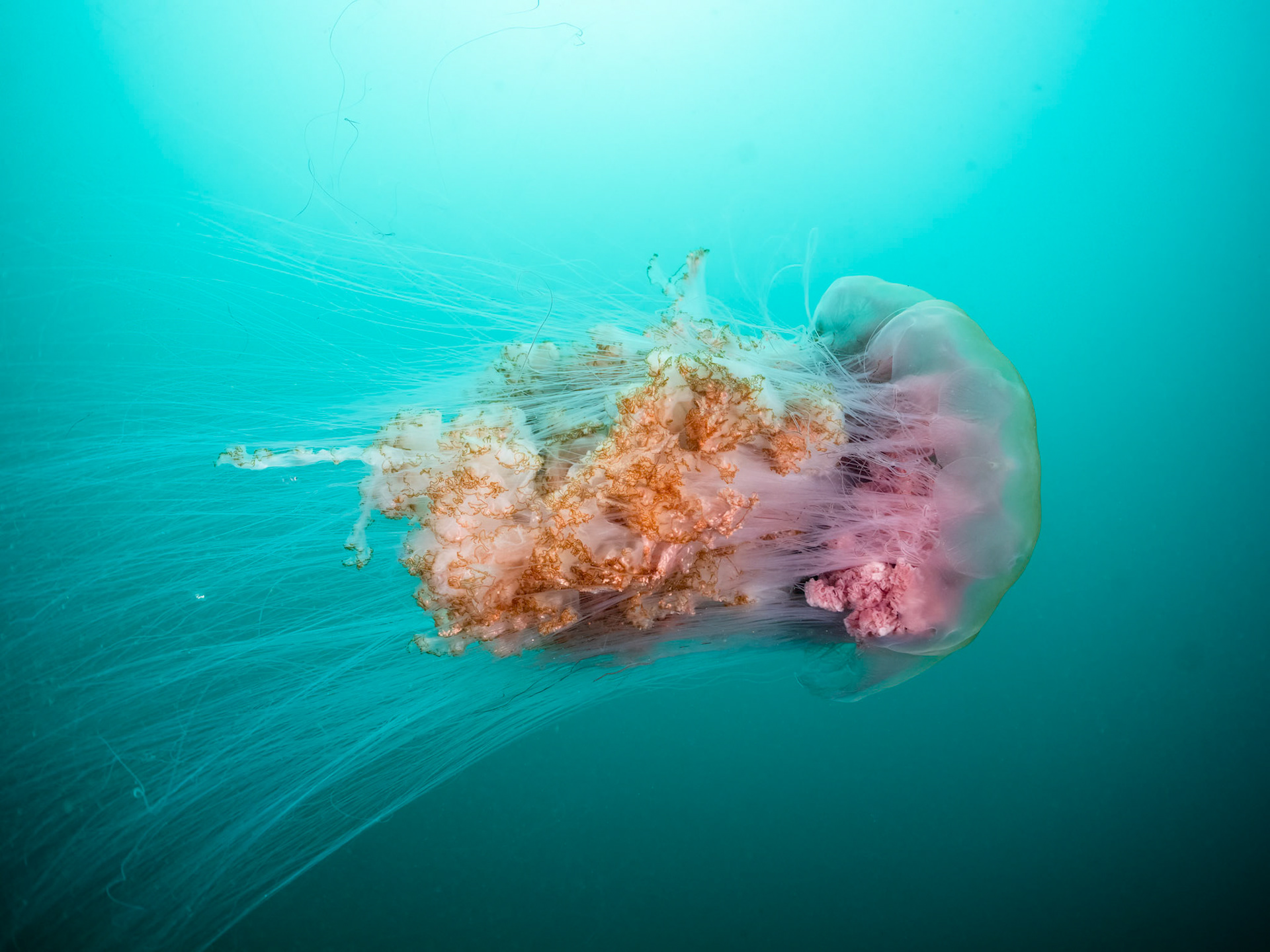Lion's Mane Jelly (Cyanea capillata) Sydney, Australia ¹⁄₁₂₅ sec at ƒ / 5.6, ISO-400 Depth -13.0 m Temp 18deg