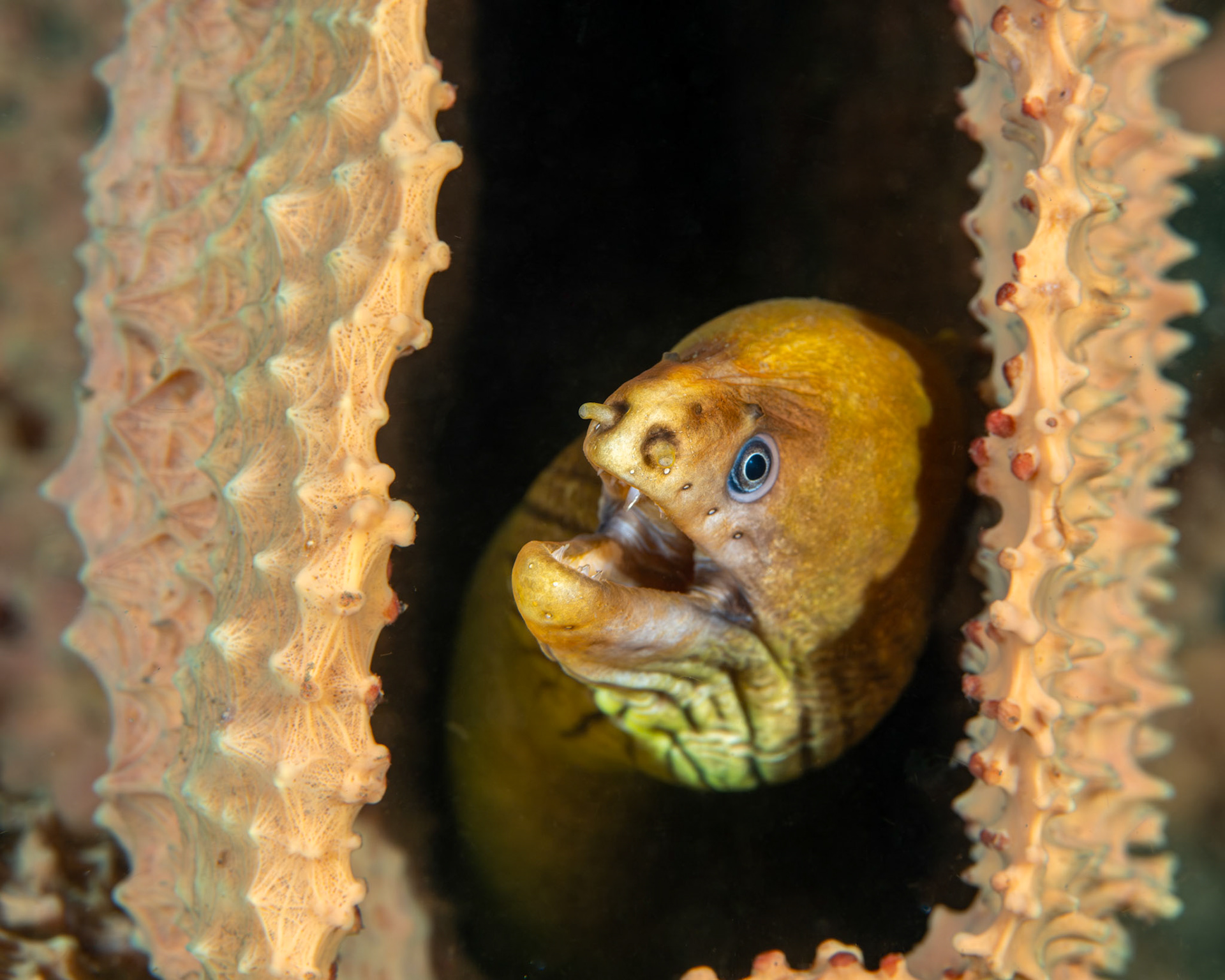 Green Moray (Gymnothorax prasinus) Sydney, Australia Depth -11.0 m Temp 16deg1/160 sec f/8 ISO 200