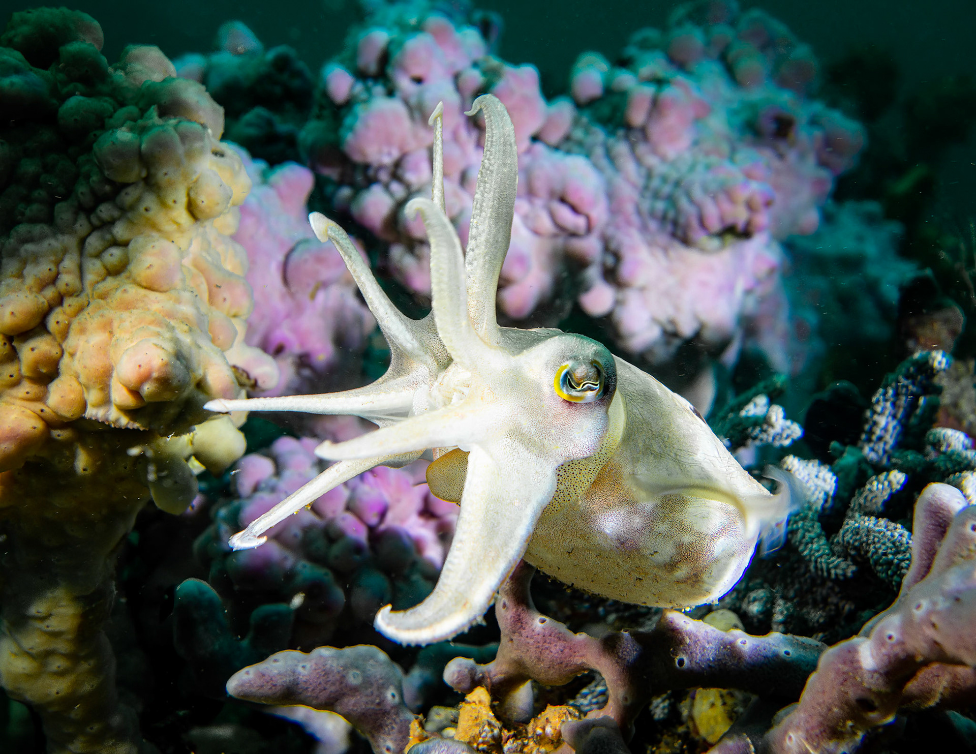 Ken's Cuttlefish (Sepia grahami) Sydney, Australia Depth -9.0 m Temp 21deg1/40 sec, f/4, ISO 125