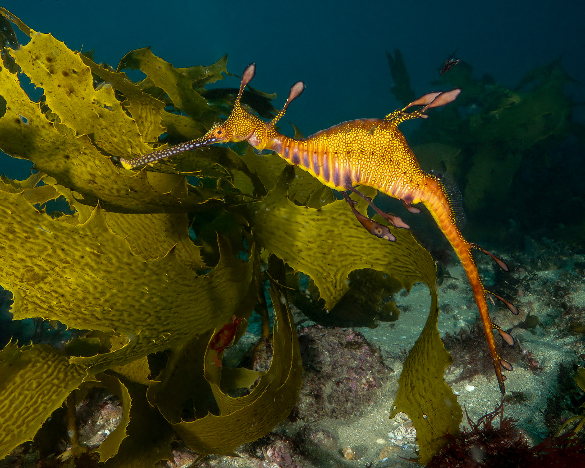 Weedy Sea Dragon (Phyllopteryx taeniolatus) Sydney, Australia Depth -25.0 m Temp 18deg1/100 sec f/8 ISO 200
