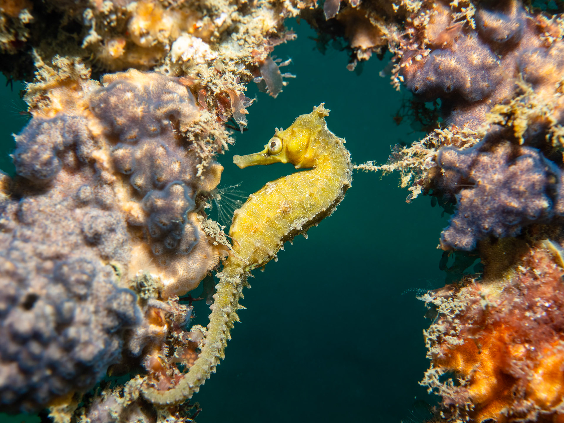 White's Seahorse (Hippocampus whitei) Sydney, Australia ¹⁄₁₂₅ sec at ƒ / 6.3, ISO-200 Depth -4.0 m Temp 18deg