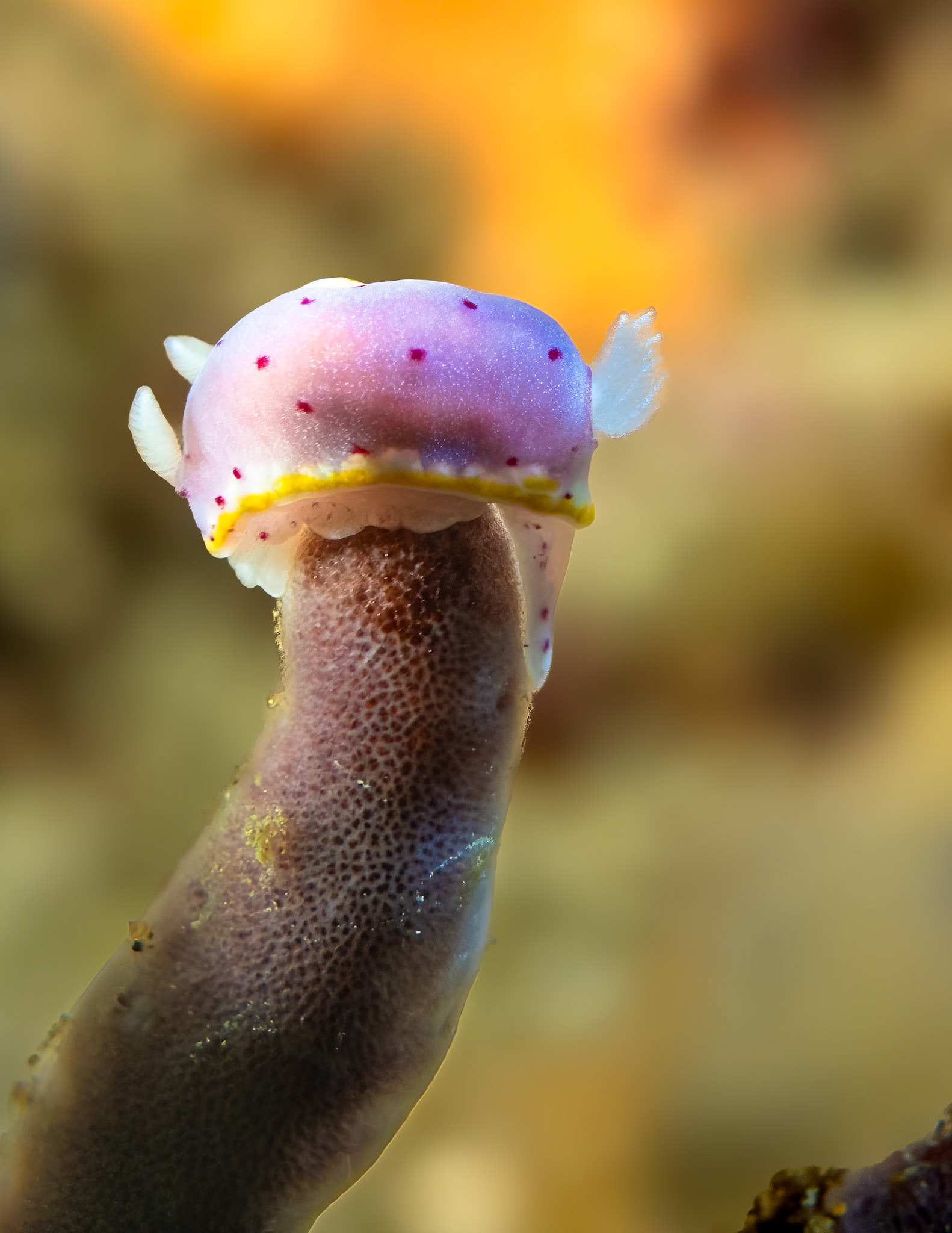 Woodwards Nudibranch (Goniobranchus woodwardae) Sydney, Australia ¹⁄₁₂₅ sec at ƒ / 9.0, ISO-200 Depth -12.0 m Temp 15deg