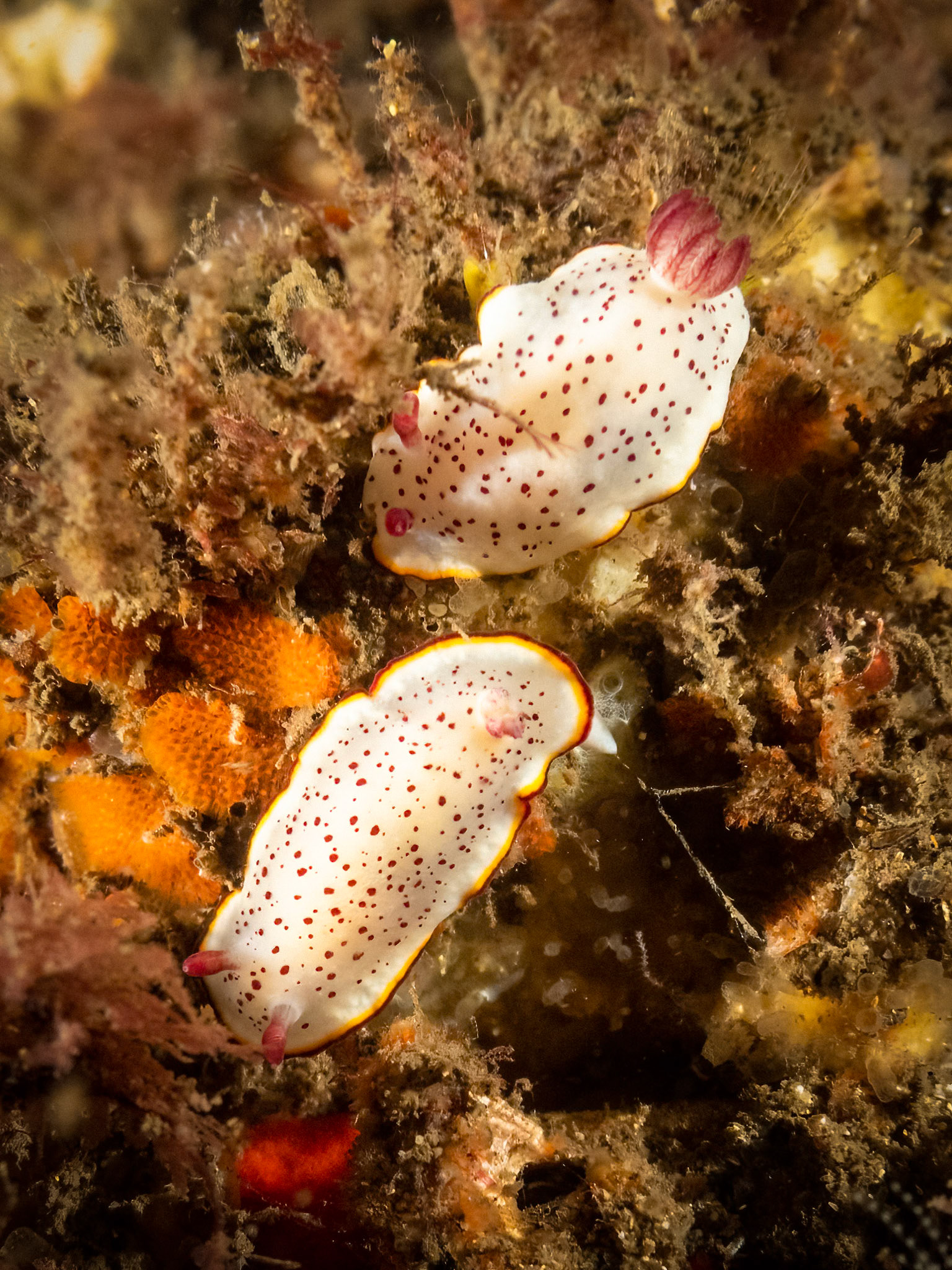 Daphne's Nudibranch (Goniobranchus daphne) Sydney, Australia ¹⁄₁₀₀ sec at ƒ / 5.0, ISO-800 Depth -13.0 m Temp 22deg