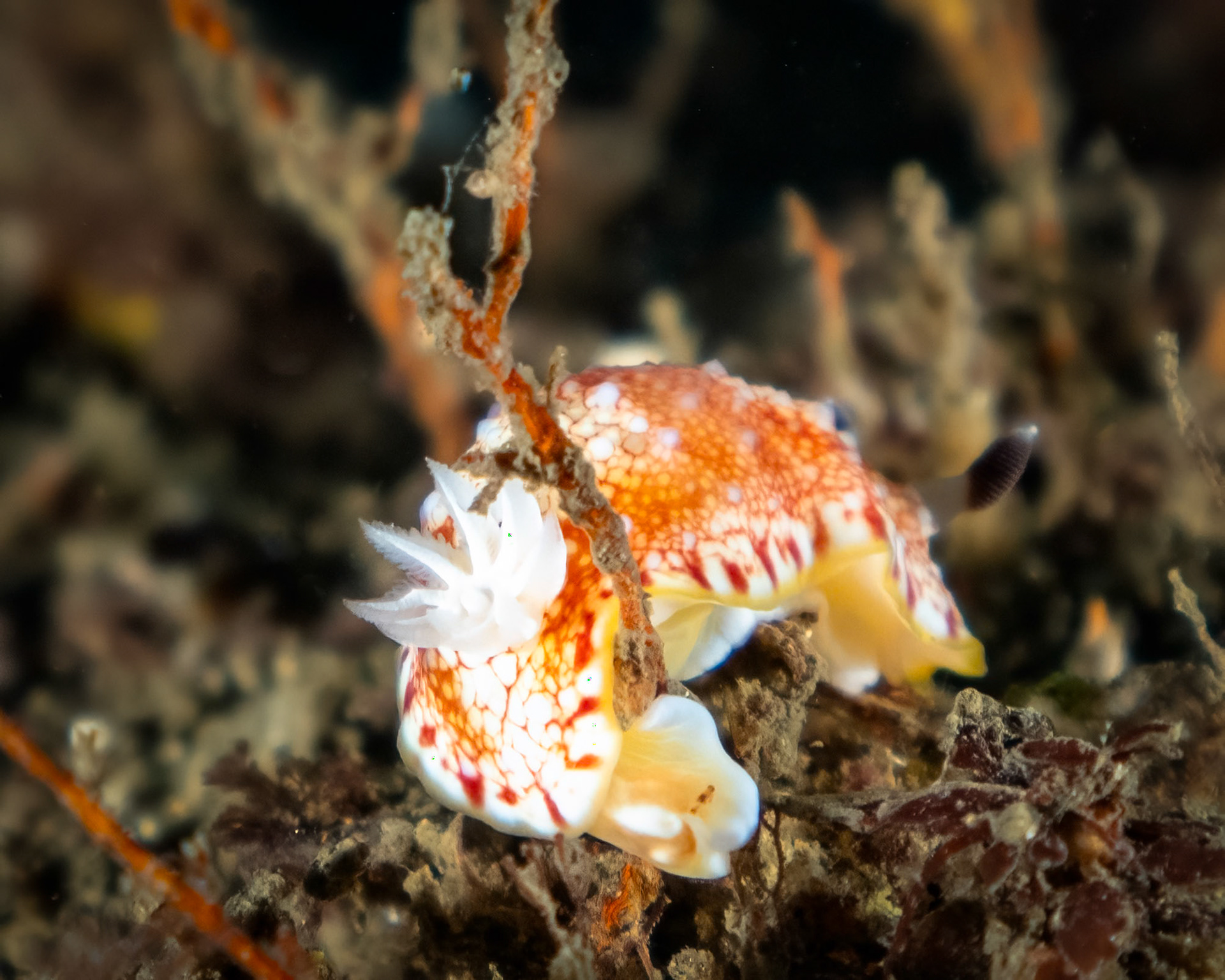 Goniobranchus sp. 3 Nudibranch Sydney, Australia ¹⁄₁₂₅ sec at ƒ / 5.6, ISO-800 Depth -28.0 m Temp 18deg