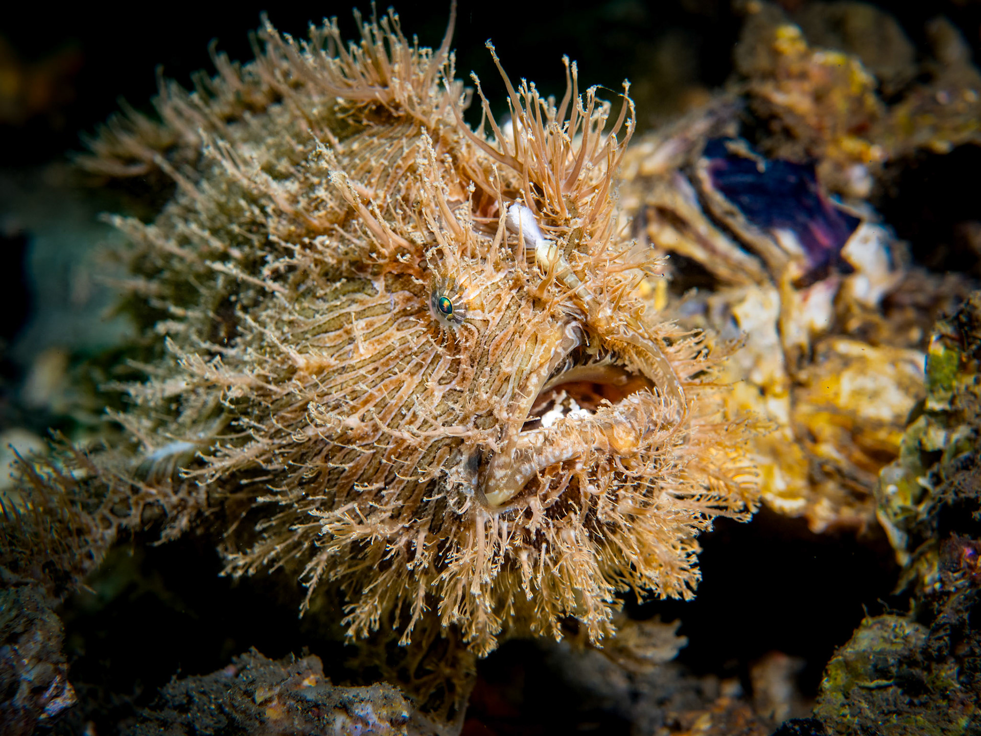 Striate Anglerfish (Antennarius striatus) Sydney, Australia Depth -7.0 m Temp 23deg1/100 sec f/5.6 ISO 200