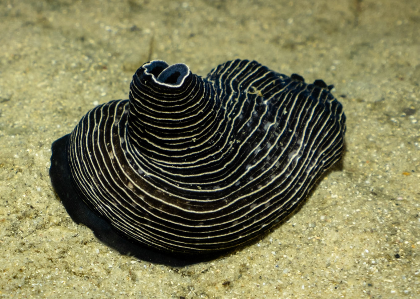 Papillate Sea Slug (Armina papillataz) Sydney, Australia Depth -6.0 m Temp 18deg1/50 sec f/7.1 ISO 320