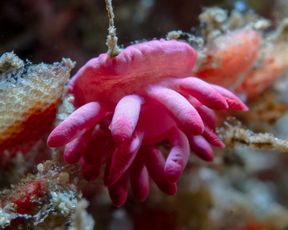 Hot pink Nudibranch (Ceratodoris atkinsonorum) Sydney, Australia ¹⁄₁₆₀ sec at ƒ / 11, ISO-200 Depth -12.0 m Temp 17deg