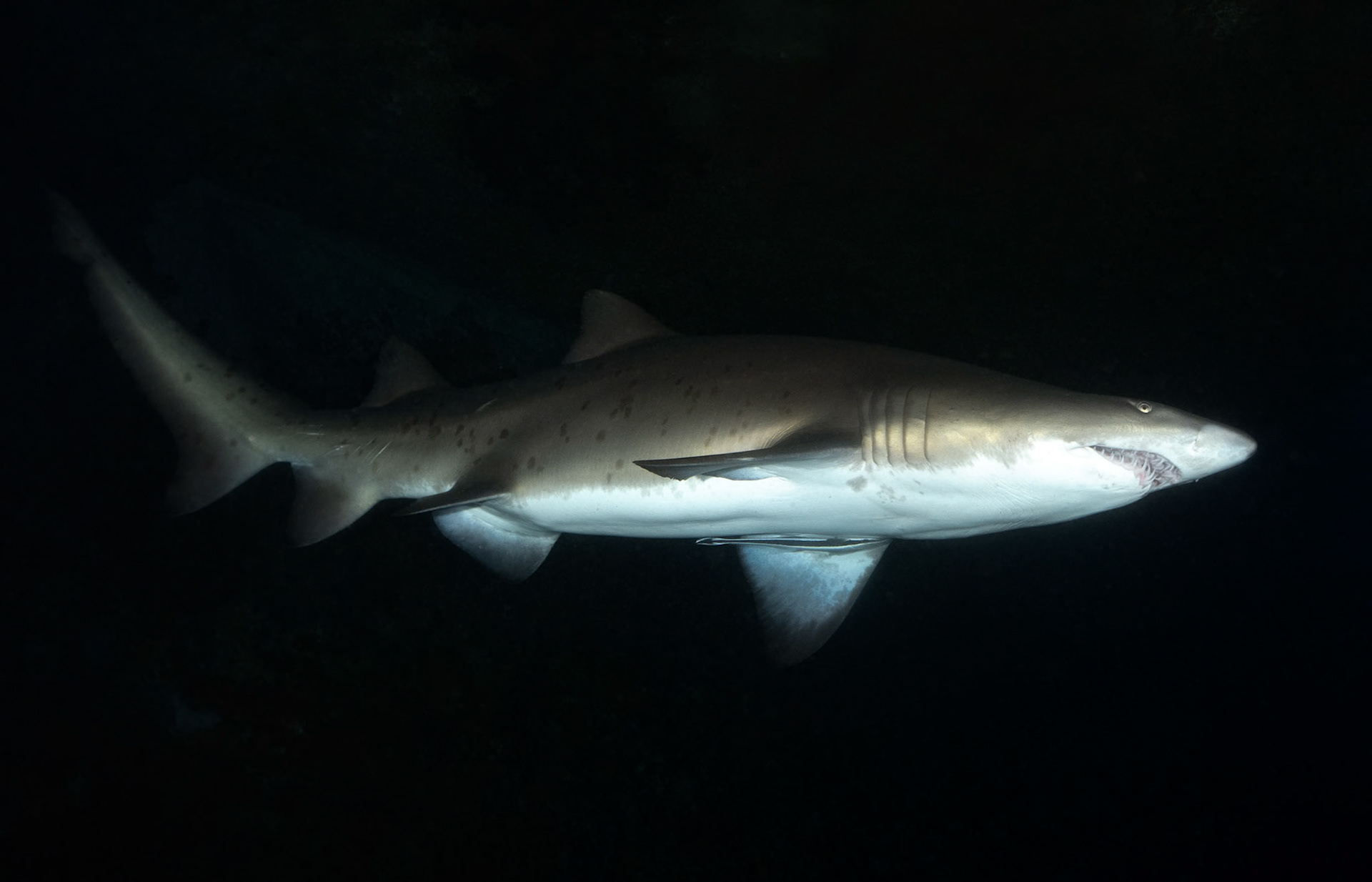 Greynurse Shark (Carcharias taurus Rafinesque) Sydney, Australia Depth -12.0 m Temp 17deg1/100 sec, f/7.1, ISO 200