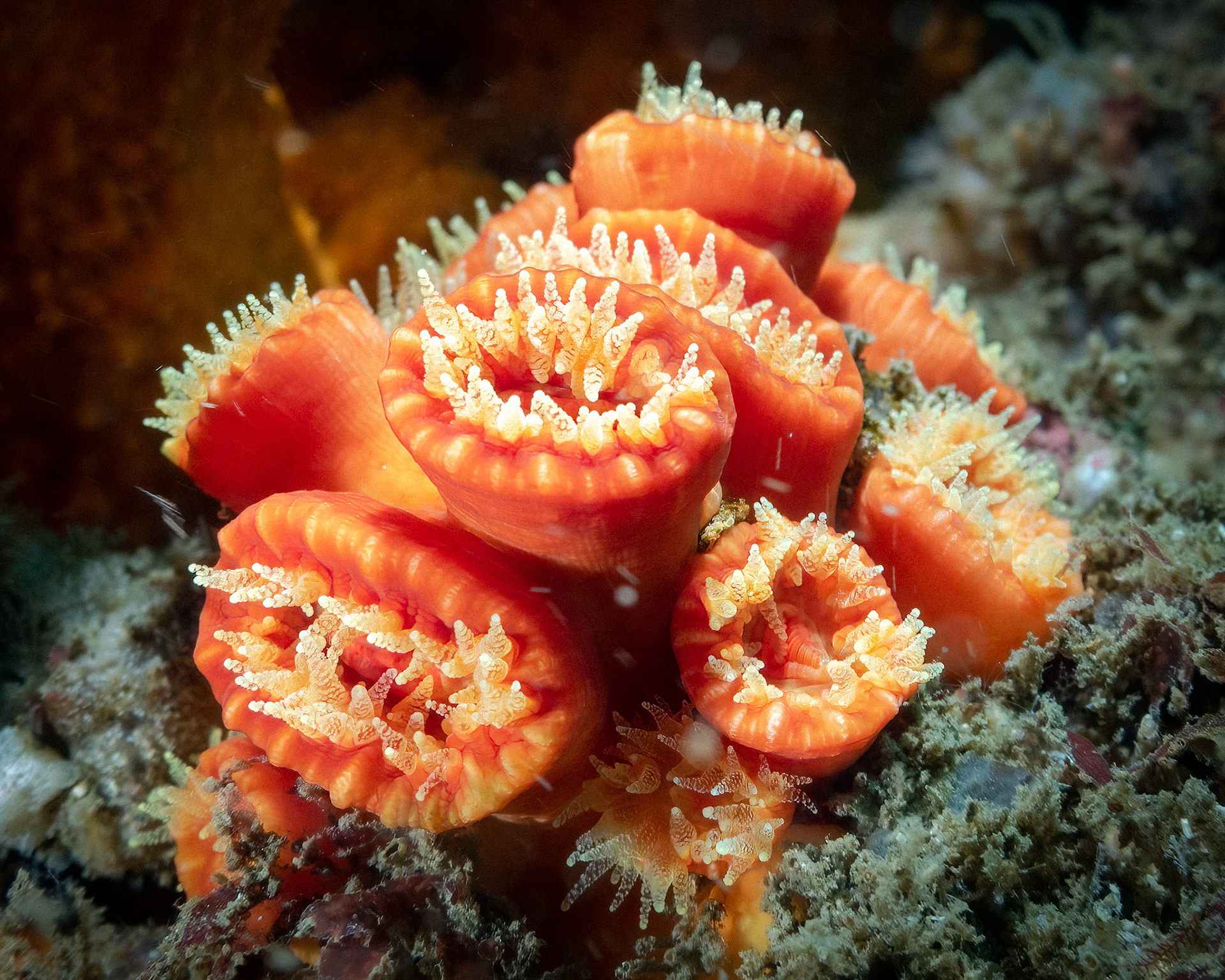 Orange sun coral (Australopsammia aurea)Sydney, Australia¹⁄₁₀₀ sec at ƒ / 5.0, ISO-160Depth -22.0 mTemp 17deg