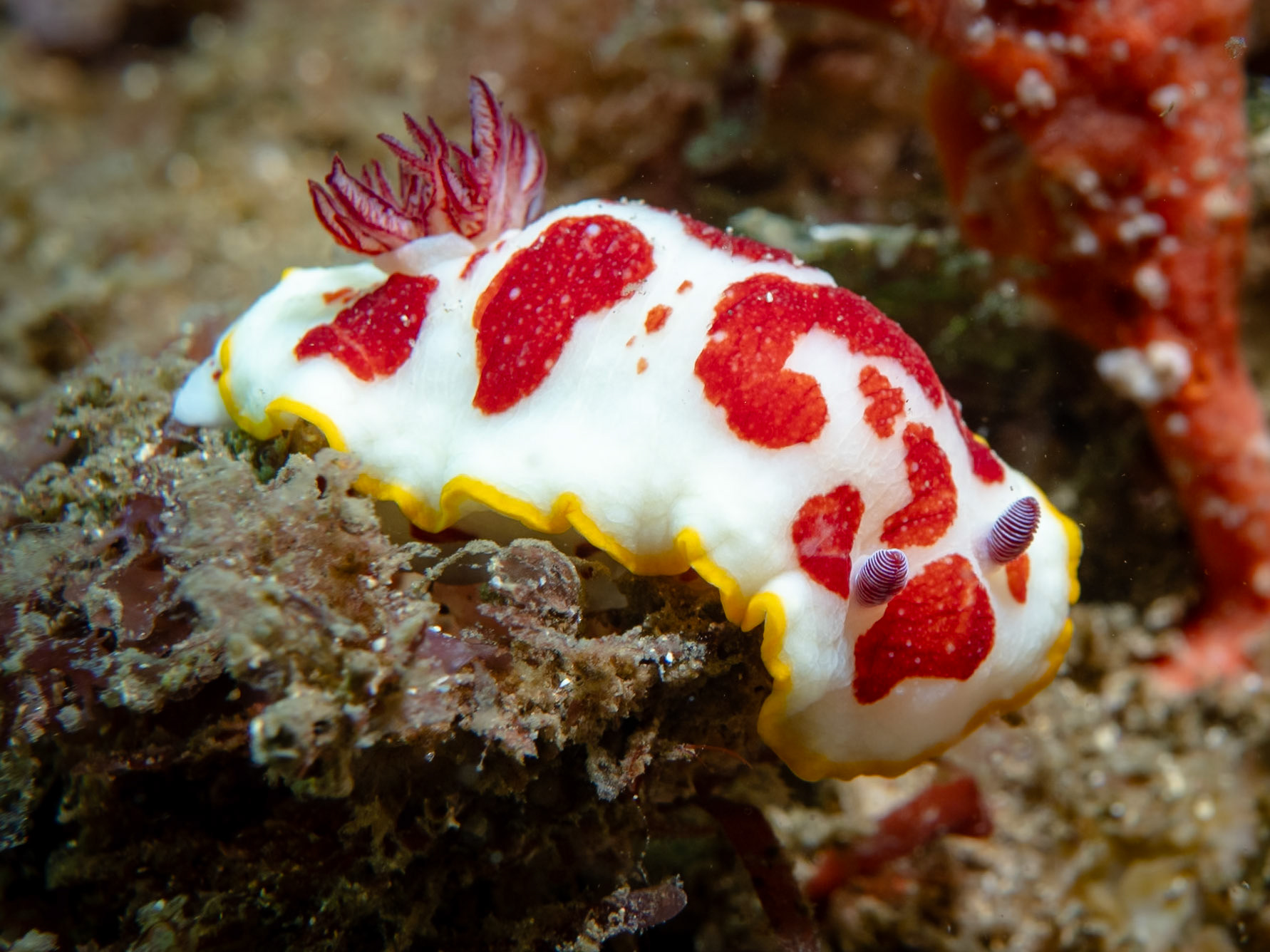 Splendid Nudibranch (Goniobranchus splendidus) Sydney, Australia ¹⁄₁₆₀ sec at ƒ / 8.0, ISO-200 Depth -12.0 m Temp 16deg