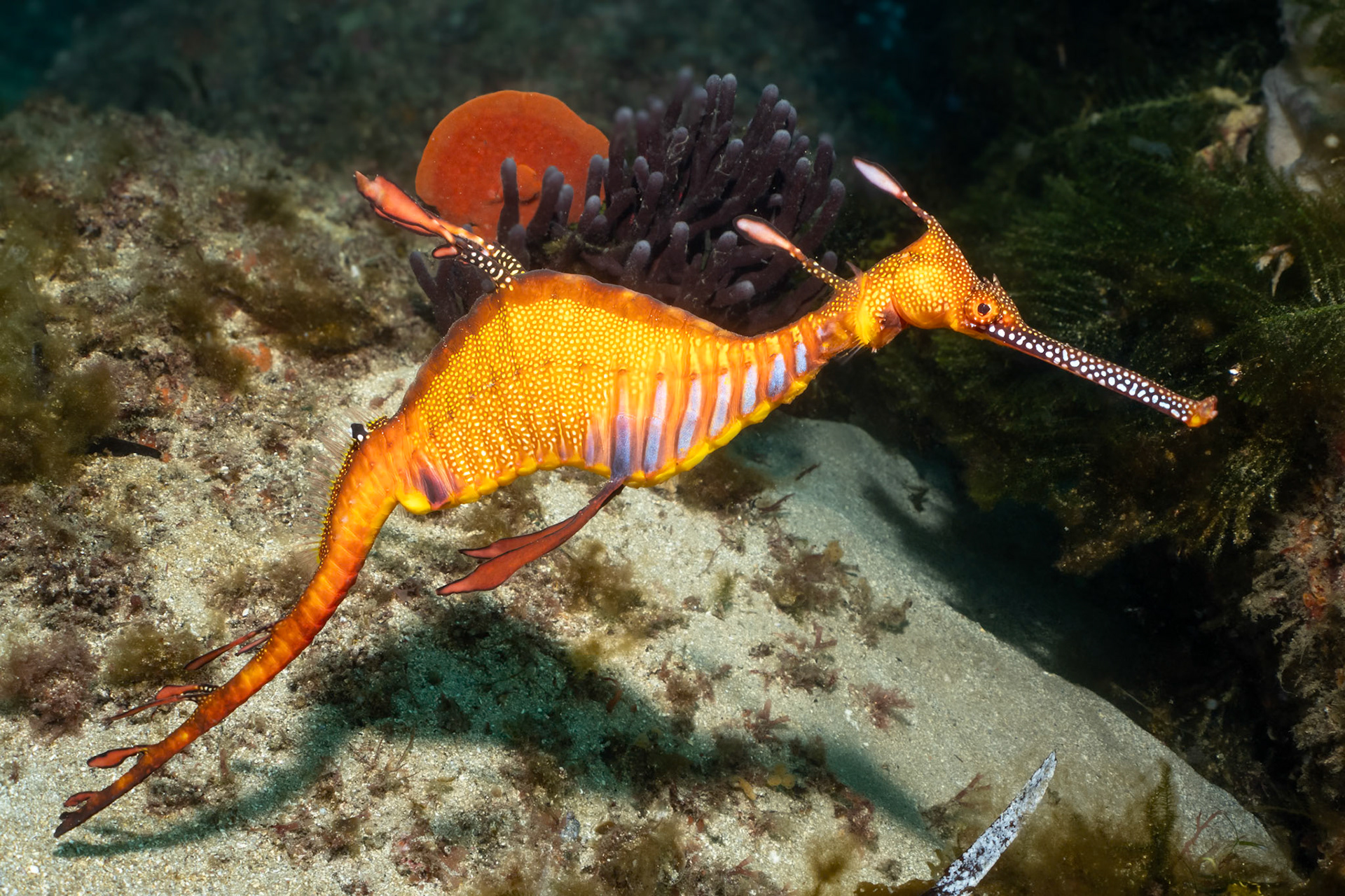 Weedy Sea Dragon (Phyllopteryx taeniolatus) Sydney, Australia ¹⁄₁₆₀ sec at ƒ / 9.0, ISO-200 Depth -11.0 m Temp 18deg