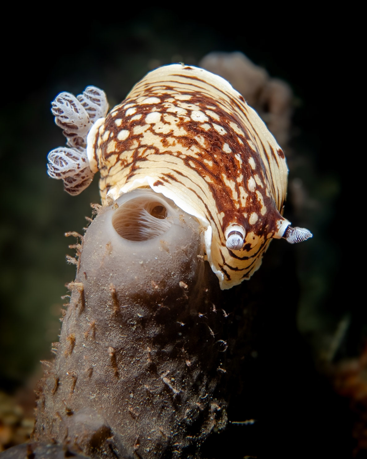 Pancake Nudibranch (Aphelodoris varia)Sydney, Australia¹⁄₂₀₀ sec at ƒ / 9.0, ISO-200Depth -9.0 mTemp 19deg