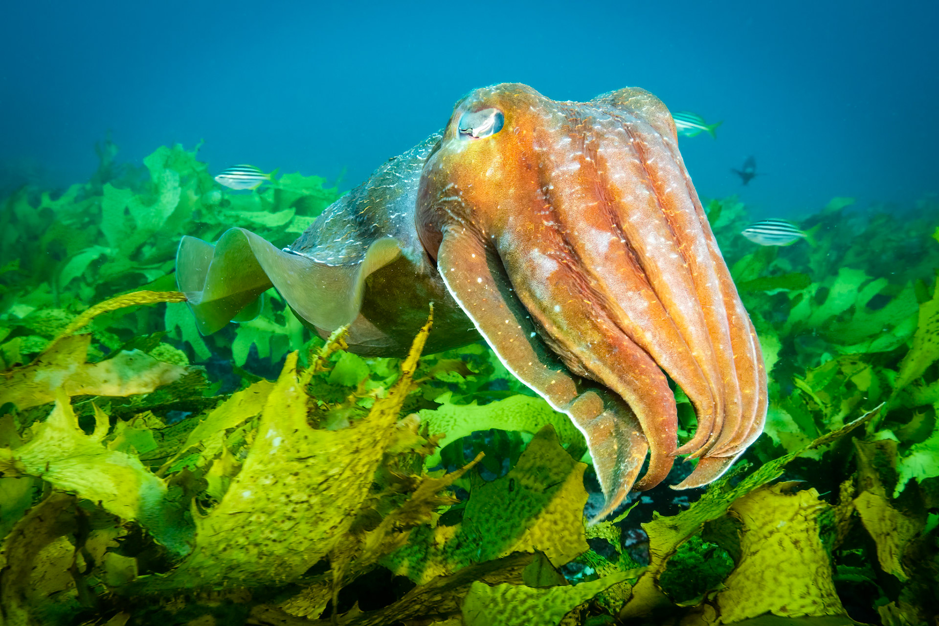 Giant Cuttlefish (Sepia apama) Sydney, Australia Depth -7.0 m Temp 19deg1/100 sec f/7.1 ISO 1000